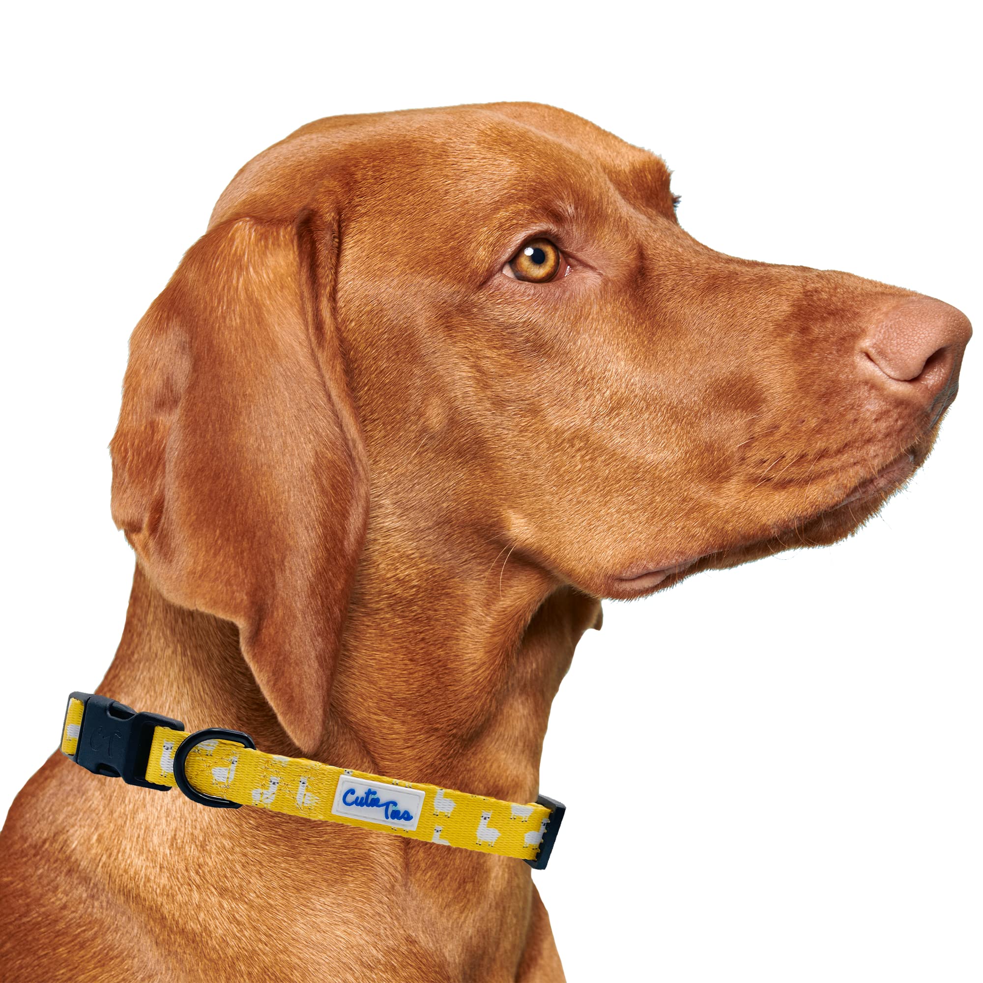 Cutie Ties Fun Design Dog Collar
