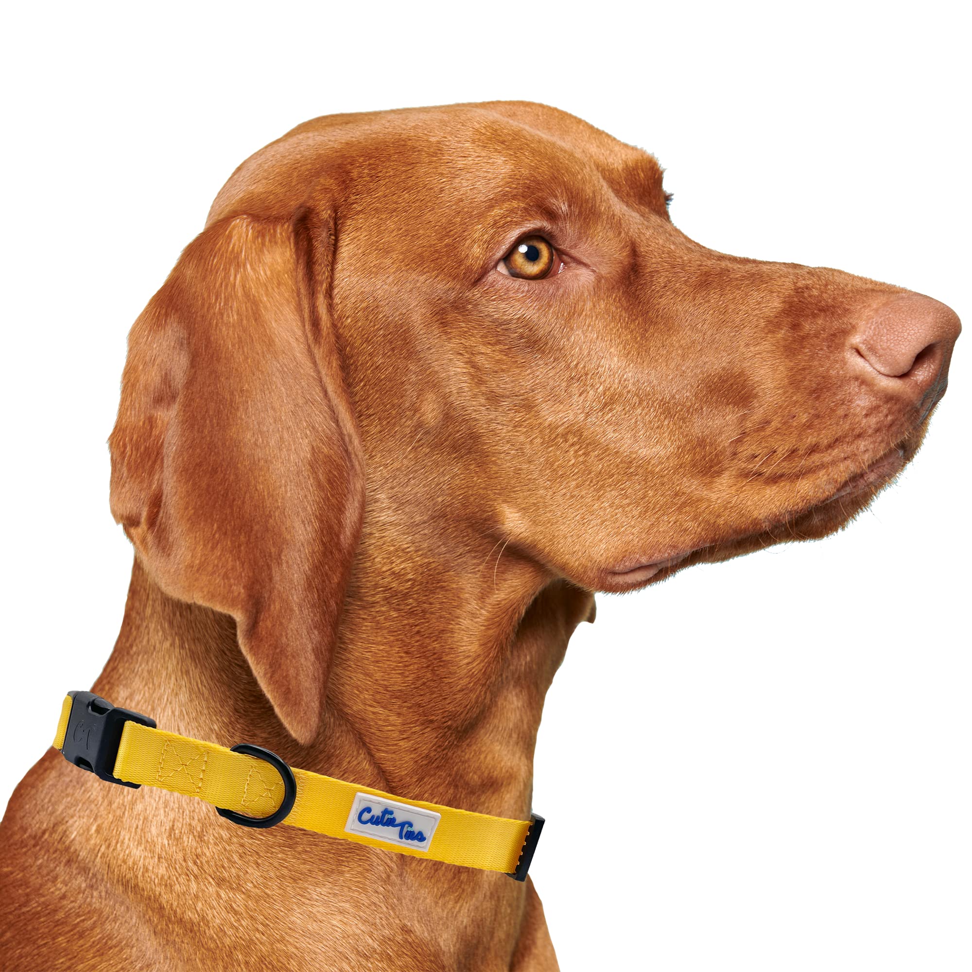 Cutie Ties Fun Design Dog Collar