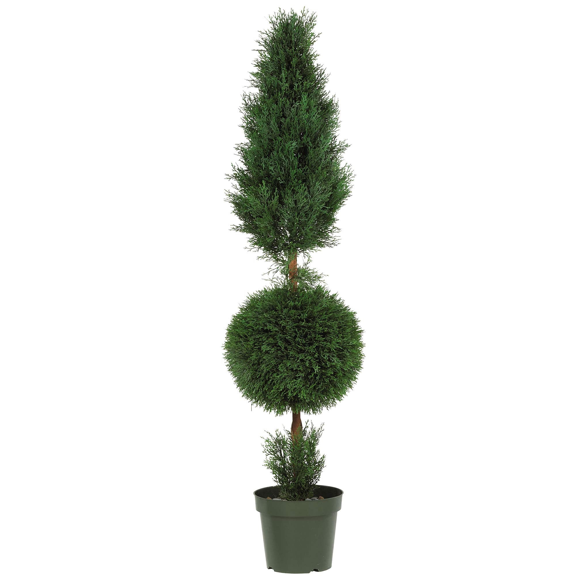 5 Cypress Ball and Cone Silk Tree (In-door/Out-door)