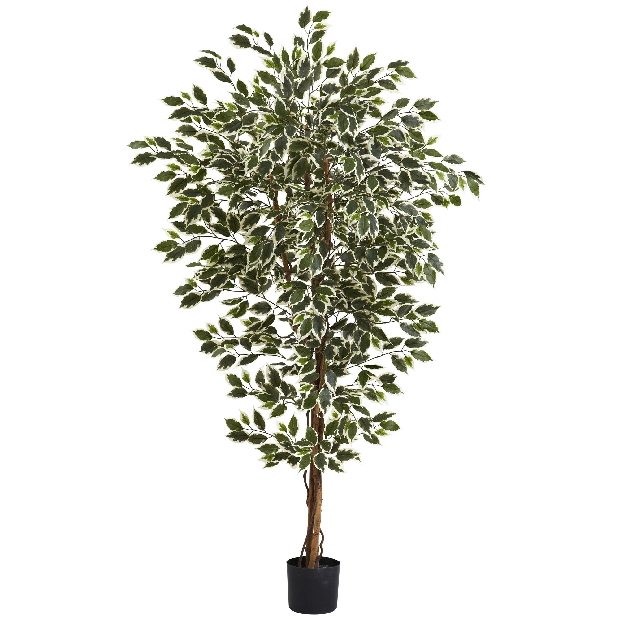6 Hawaiian Ficus Tree x 3 w/1008 Lvs
