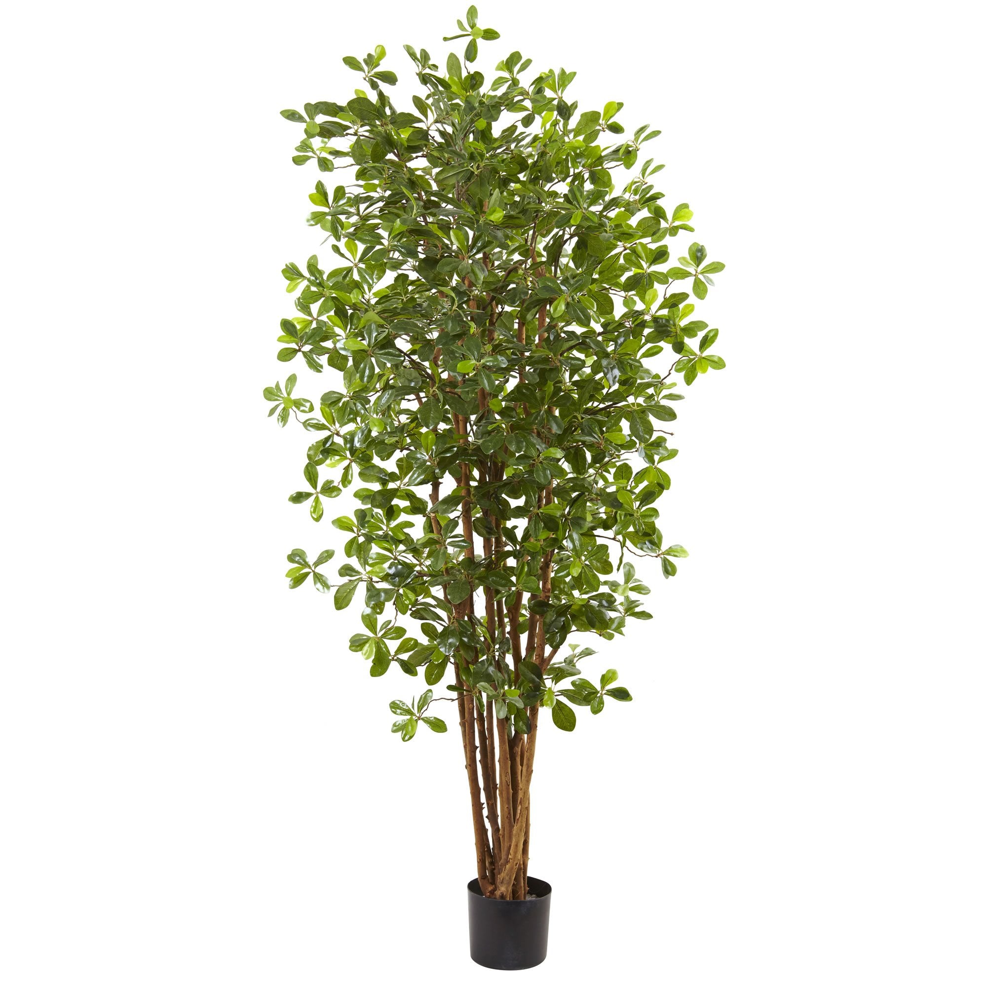 6″ Black Olive Silk Tree
