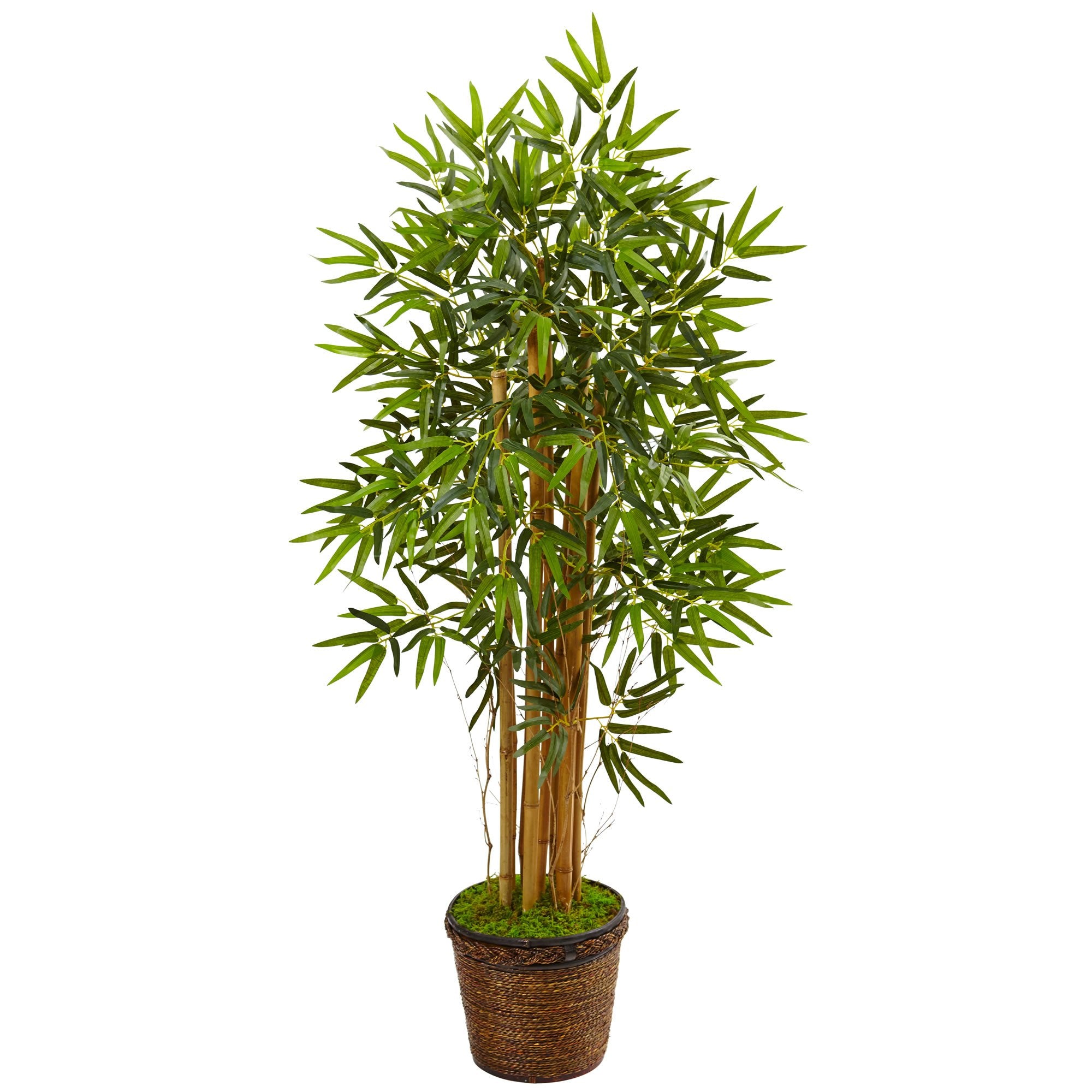 4.5 Bamboo Tree in Coiled Rope Planter