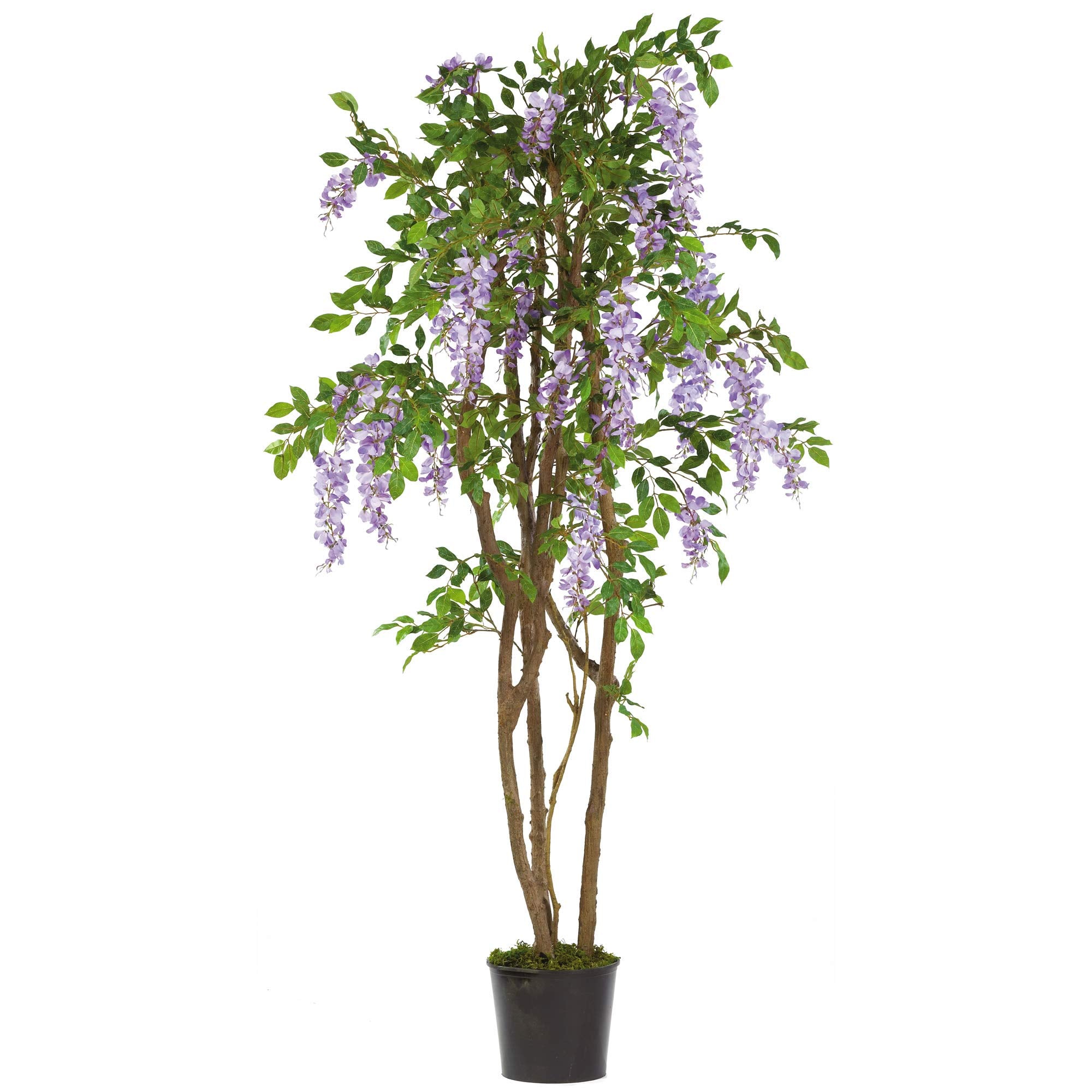 5 Wisteria Silk Tree