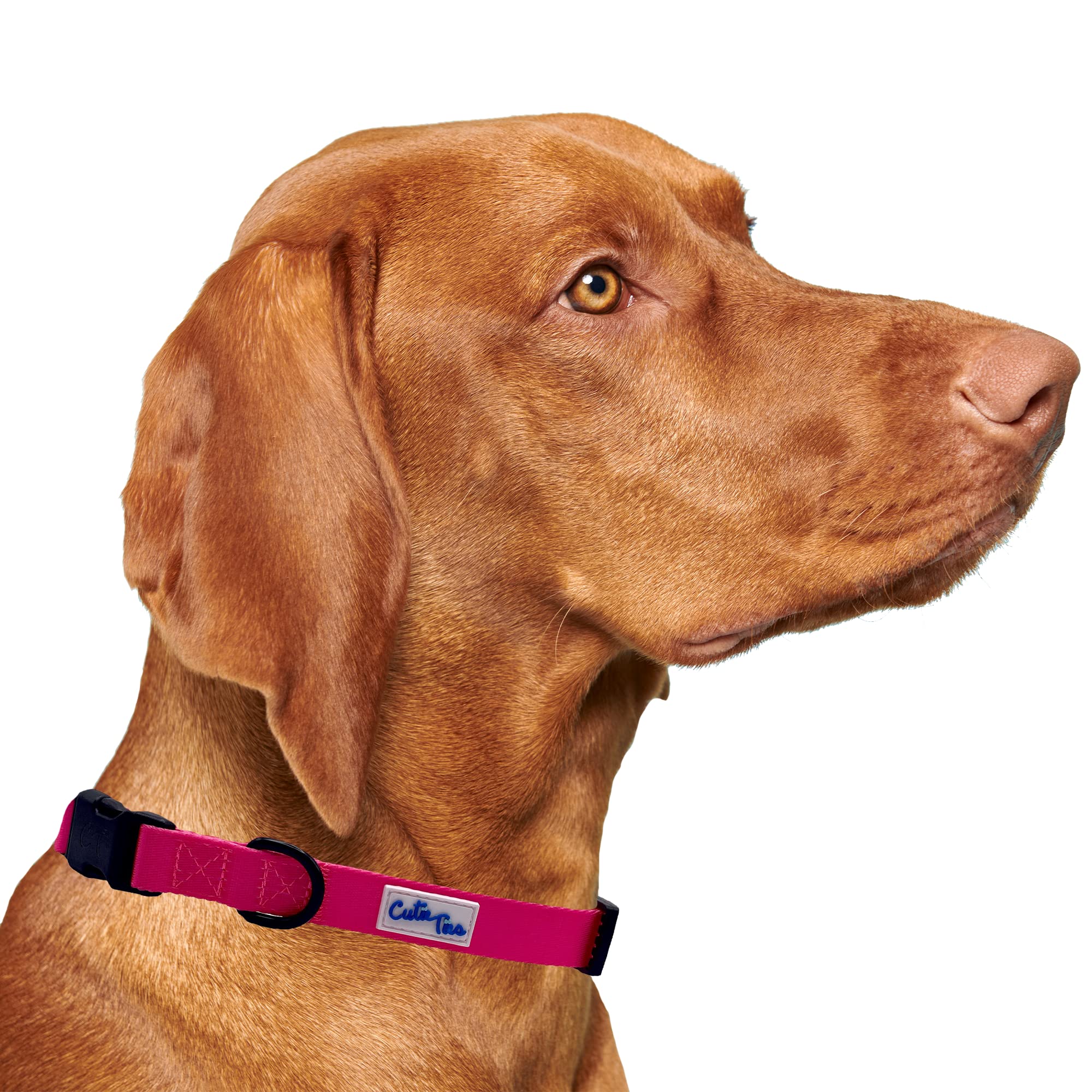 Cutie Ties Fun Design Dog Collar