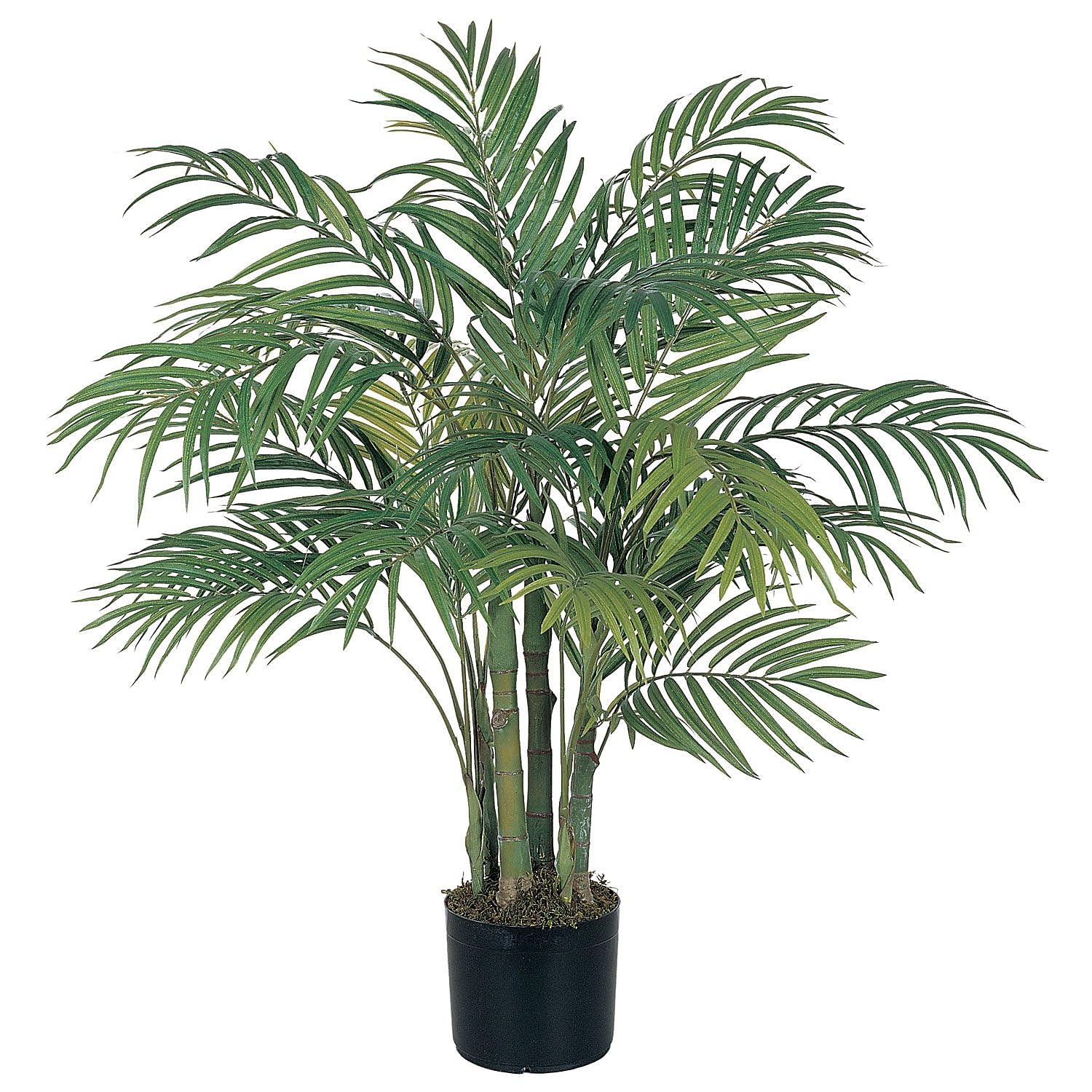 3 Areca Silk Palm Tree