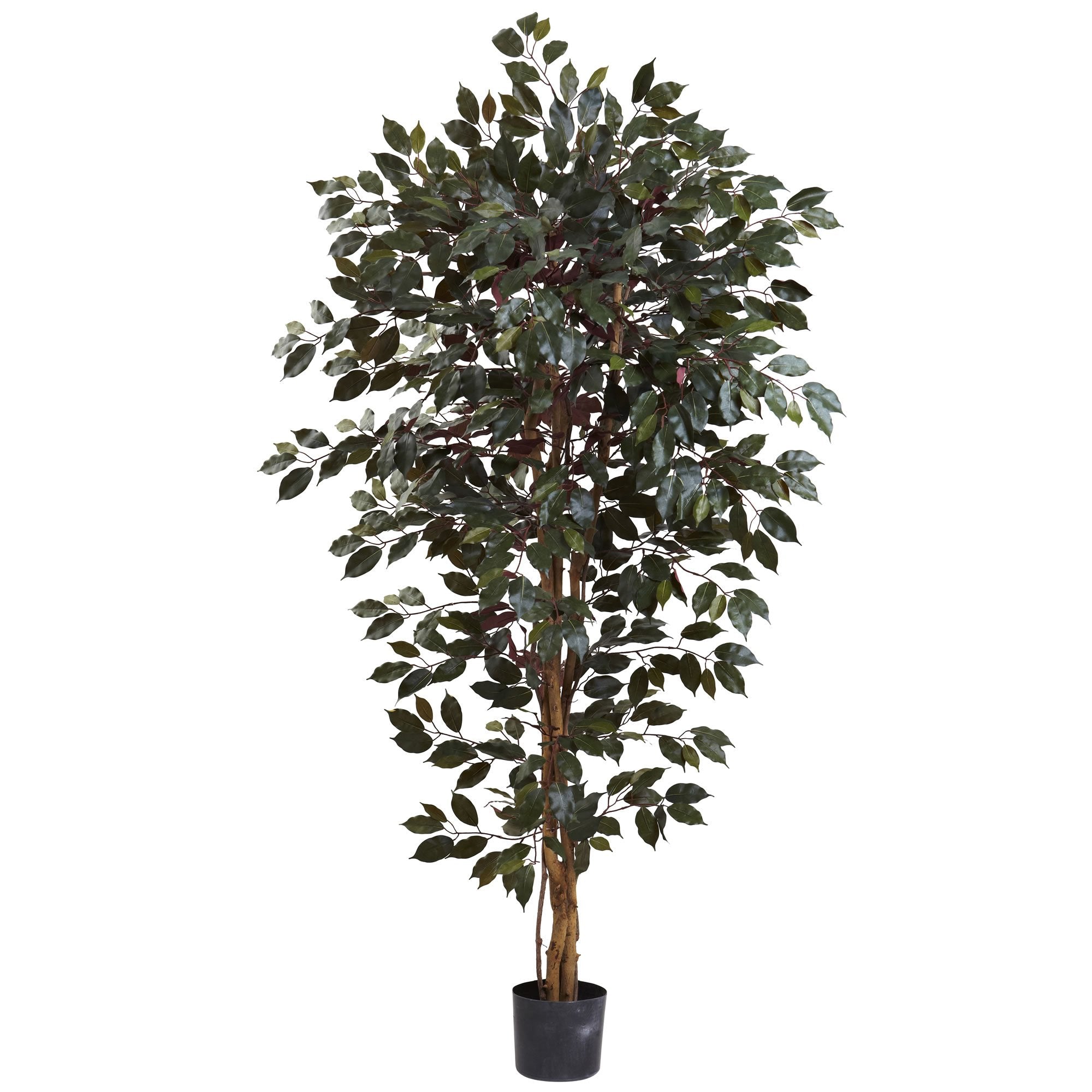 6 Capensia Ficus Tree x 3 w/1008 Lvs