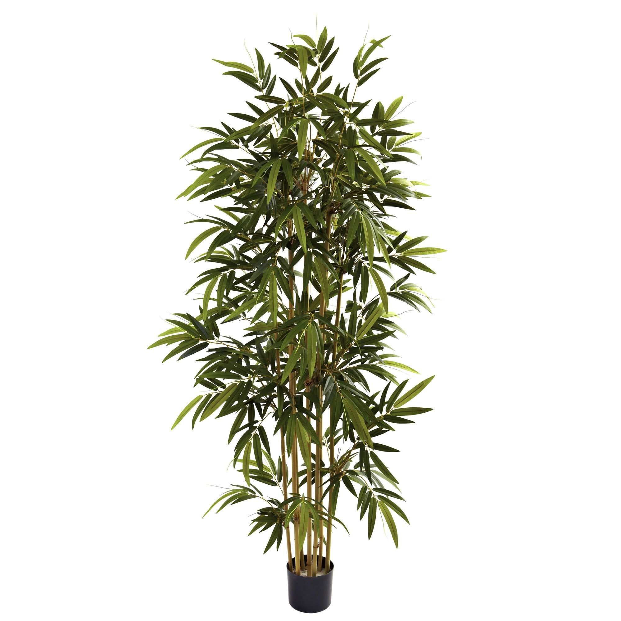 6 Bamboo Tree