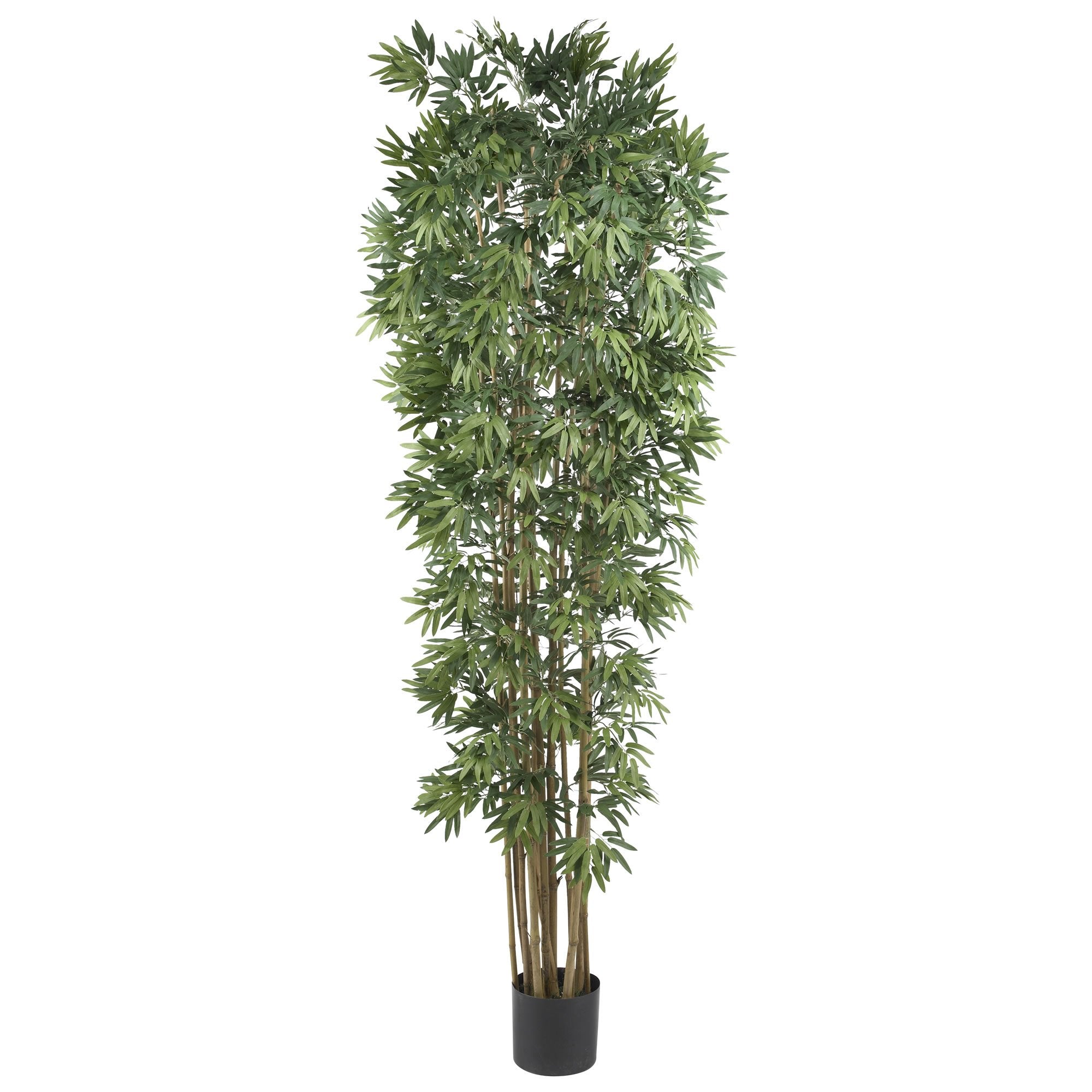 7 Bamboo Japanica Silk Tree