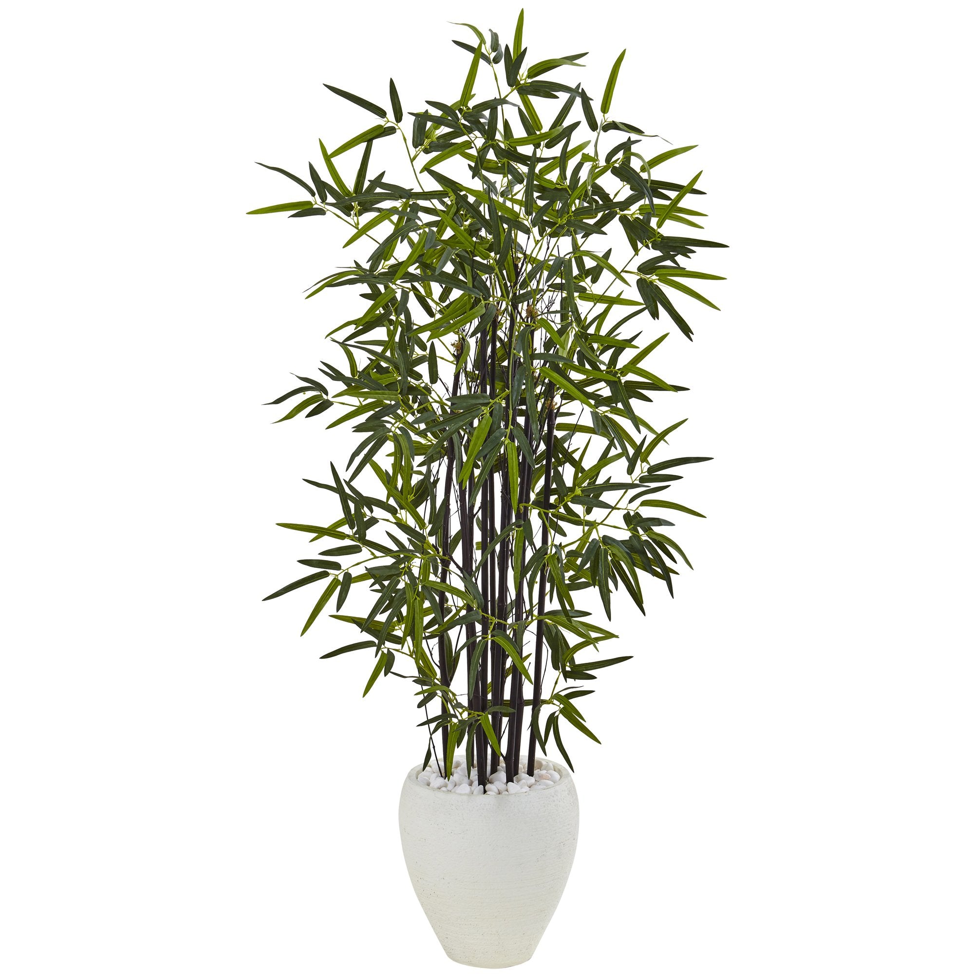5 Black Bamboo Tree in White Oval Planter