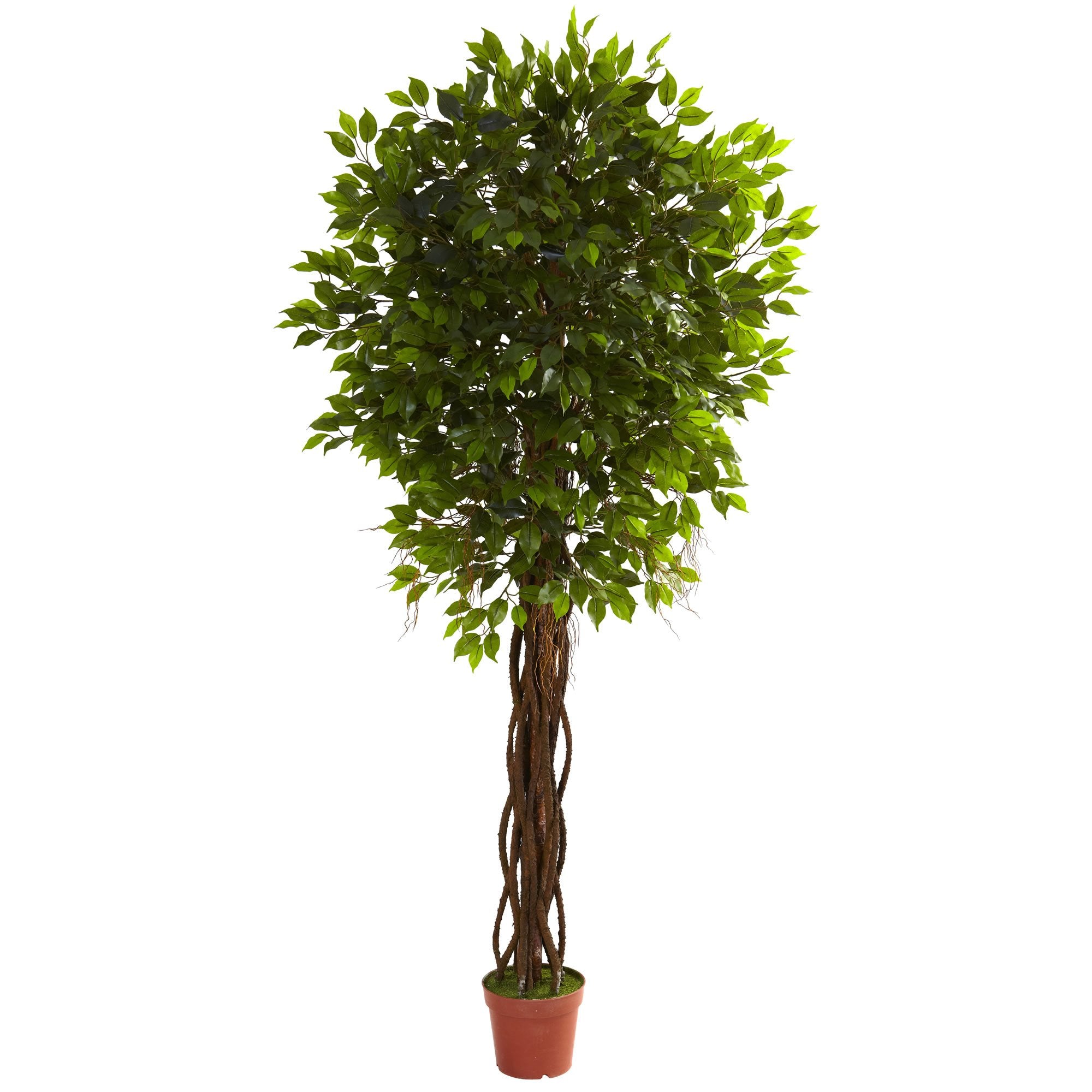 7.5 Ficus Tree UV Resistant (Indoor/Outdoor)