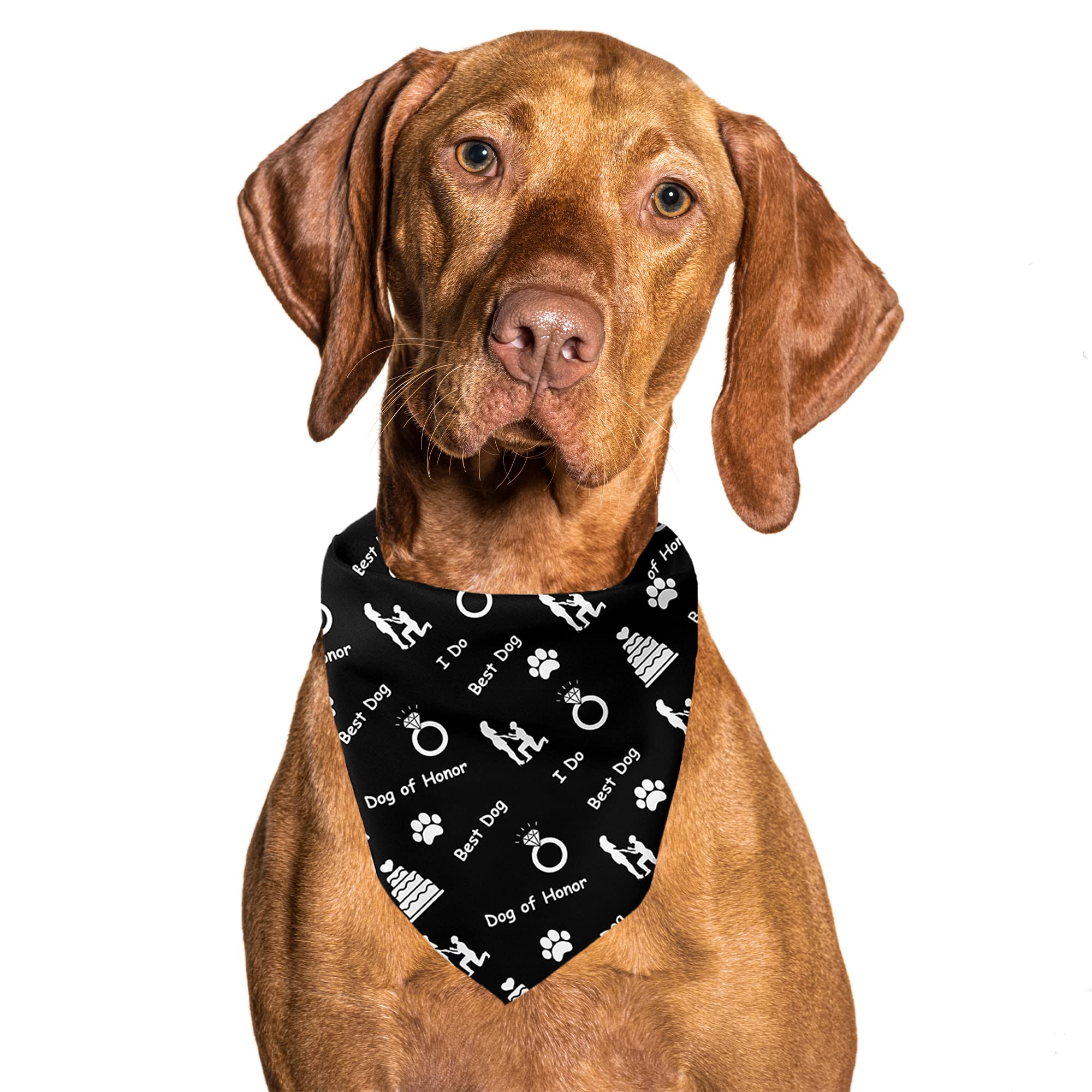 Cutie Ties Tie On Dog Bandana
