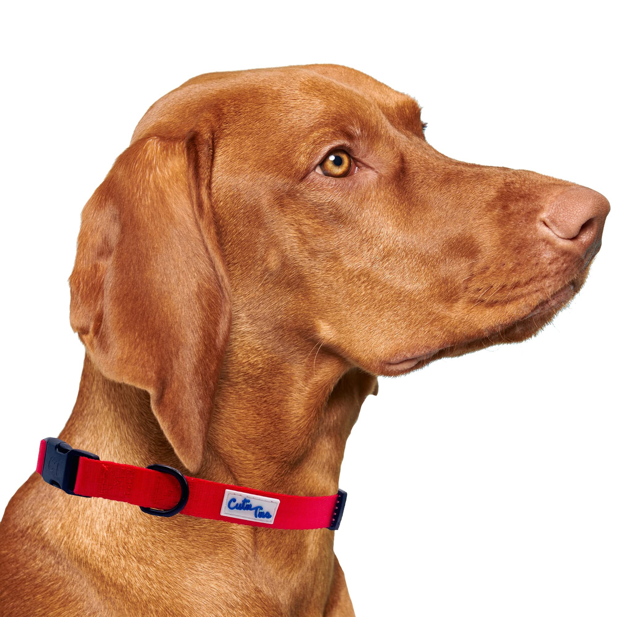 Cutie Ties Fun Design Dog Collar