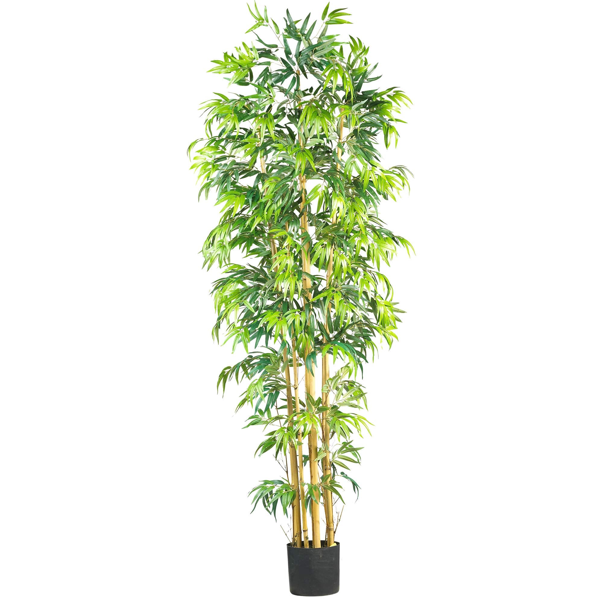7 Multi Bambusa Bamboo Silk Tree