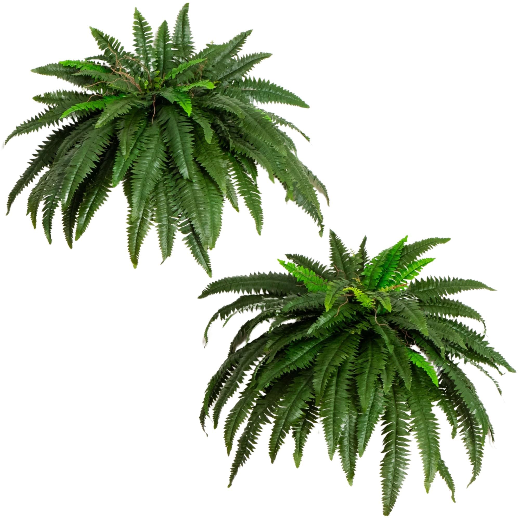 Boston Fern (Set of 2)