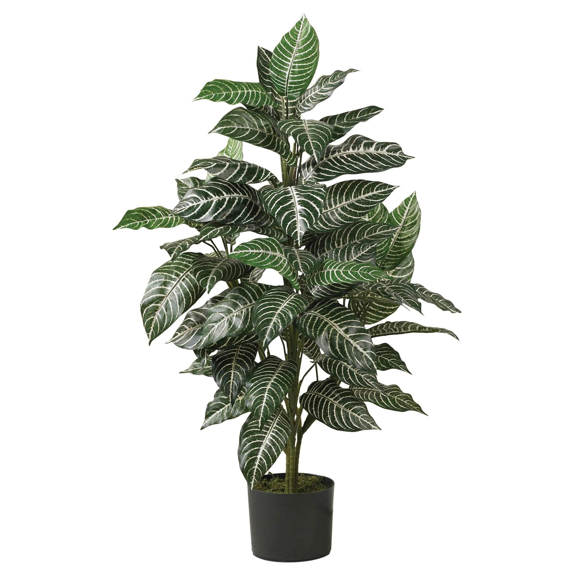 3 Zebra Silk Plant