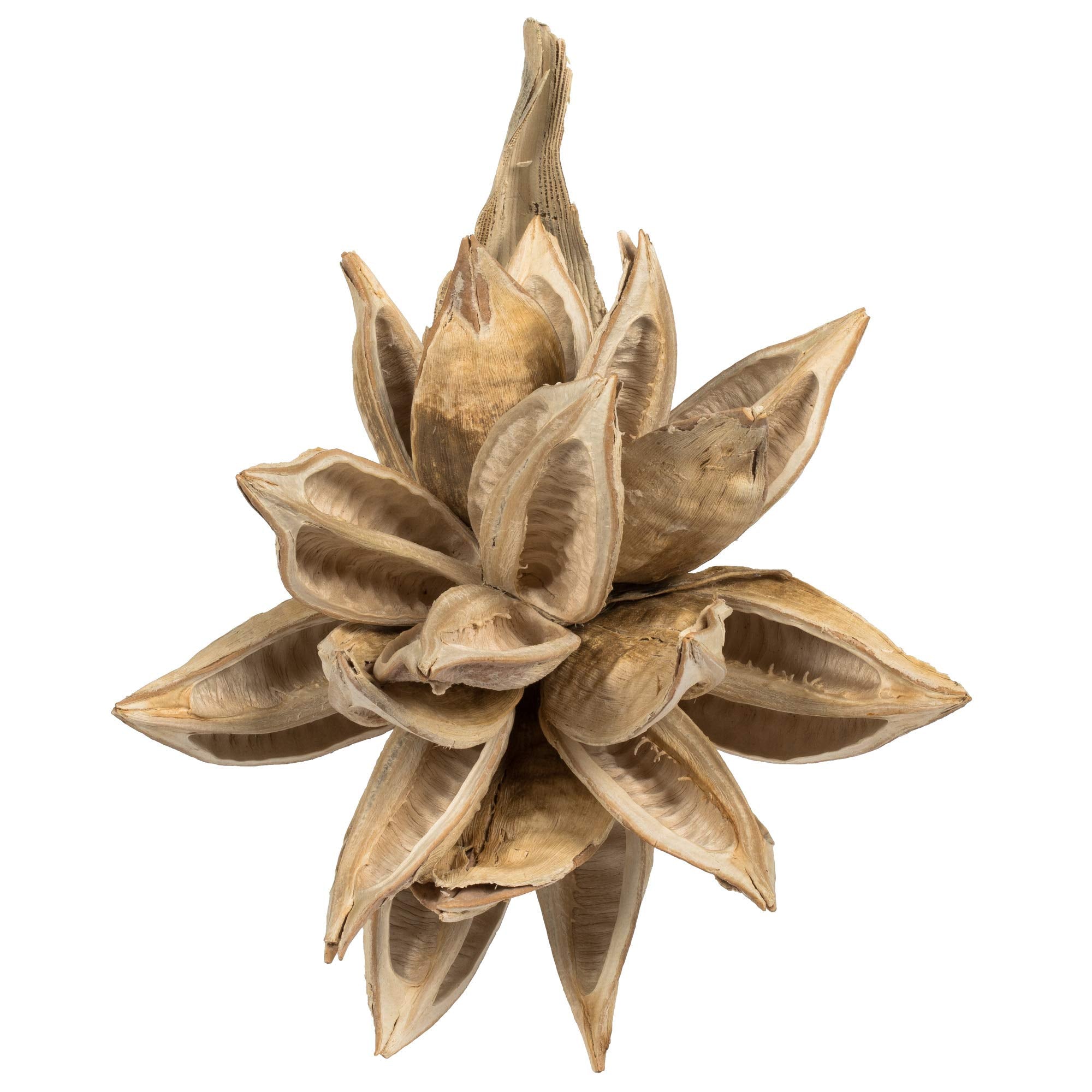 Casafoyer 6” Bleached Star Pod - (Pack Of 2)