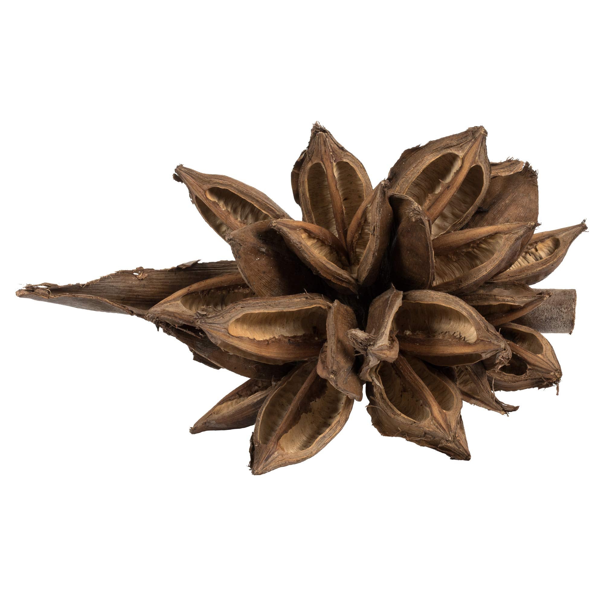 Casafoyer 6” Natural Star Pod - (Pack Of 2)
