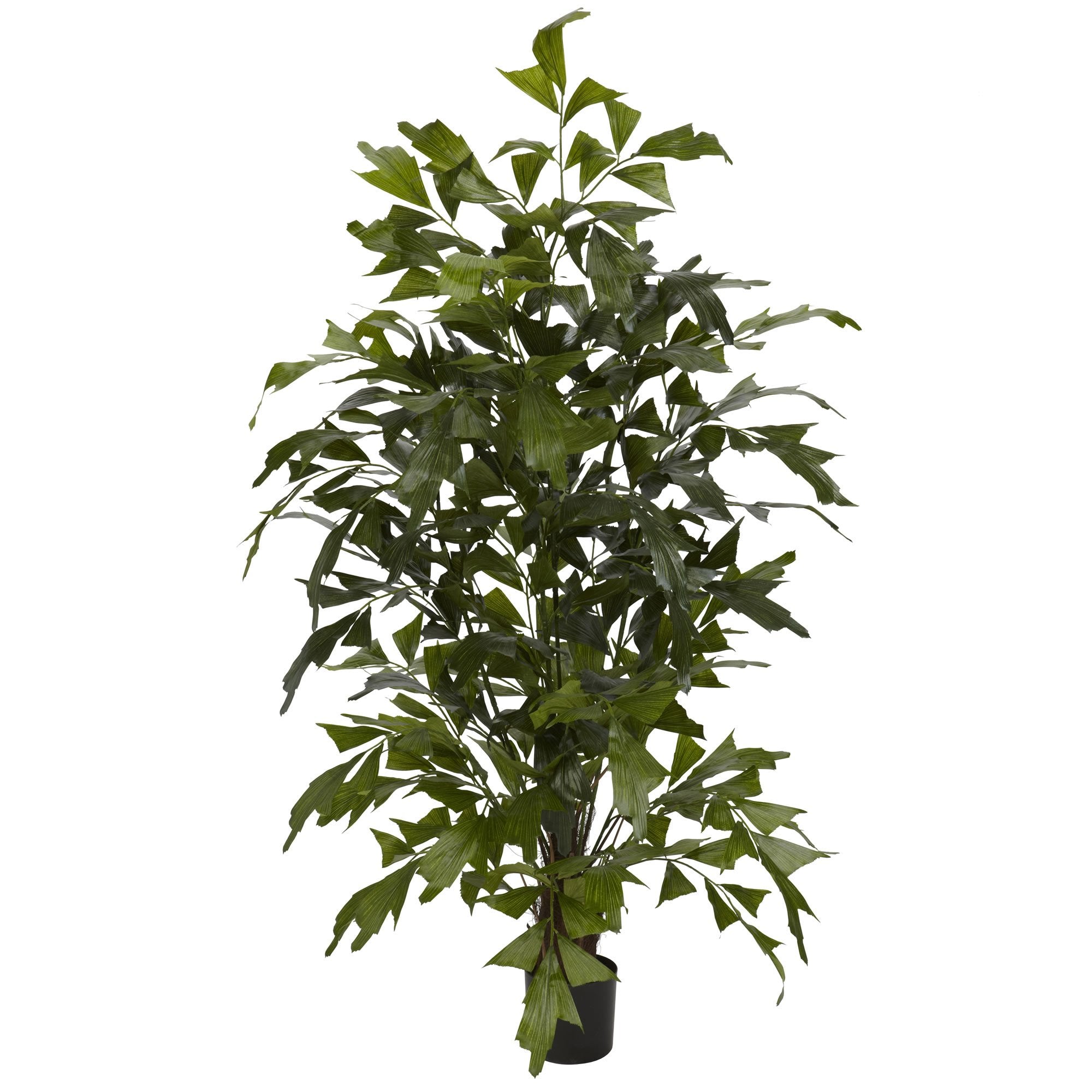4.5 Fishtail Palm Silk Tree