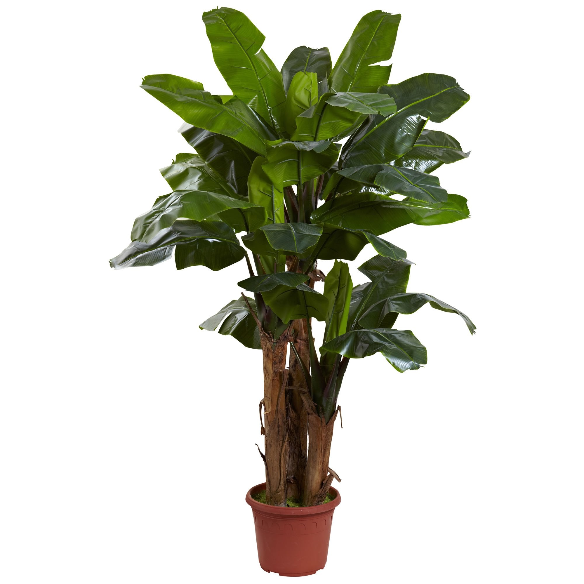7 Giant Triple Stalk Banana Tree UV Resistant (Indoor/Outdoor)
