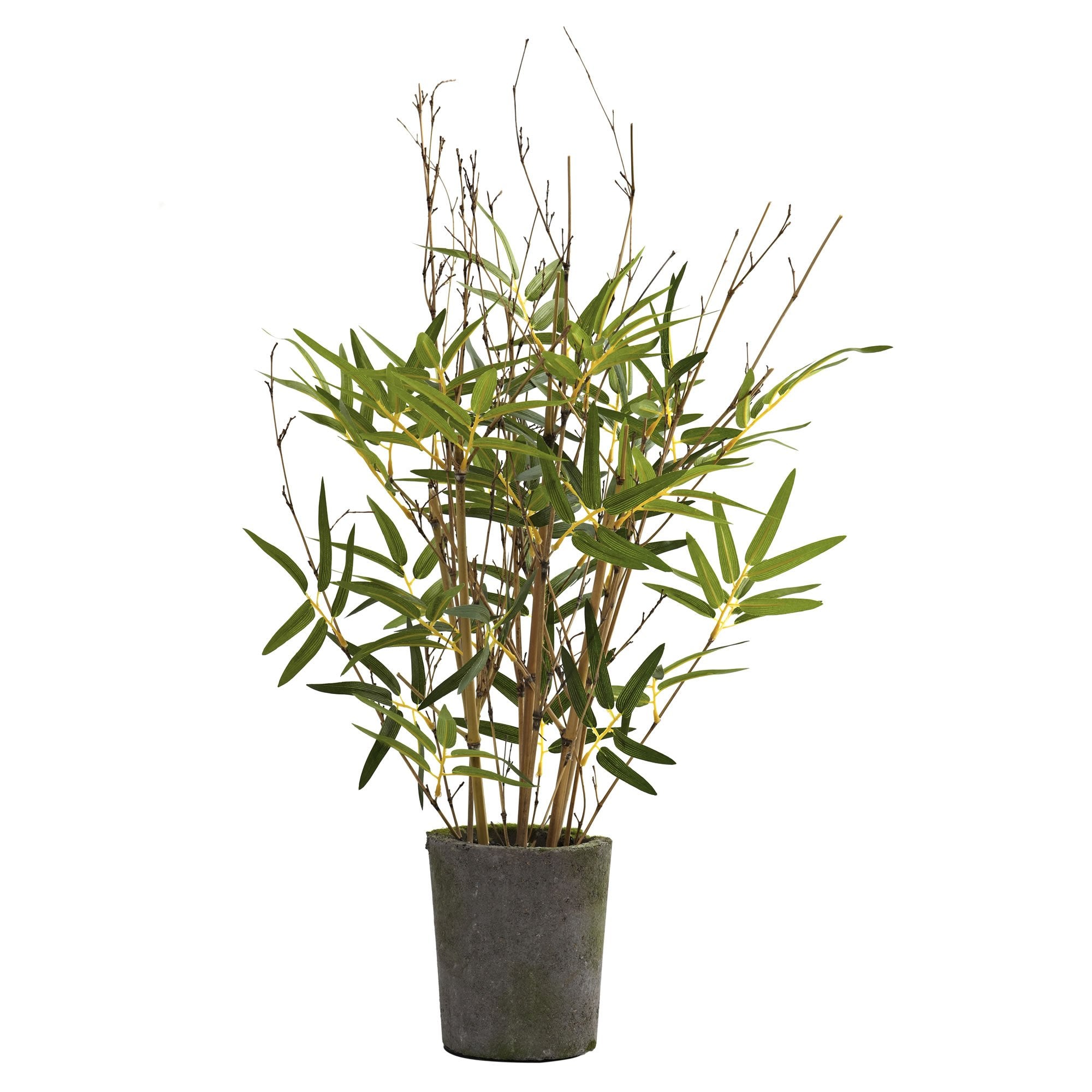 27????Bamboo Tree w/Cement Pot