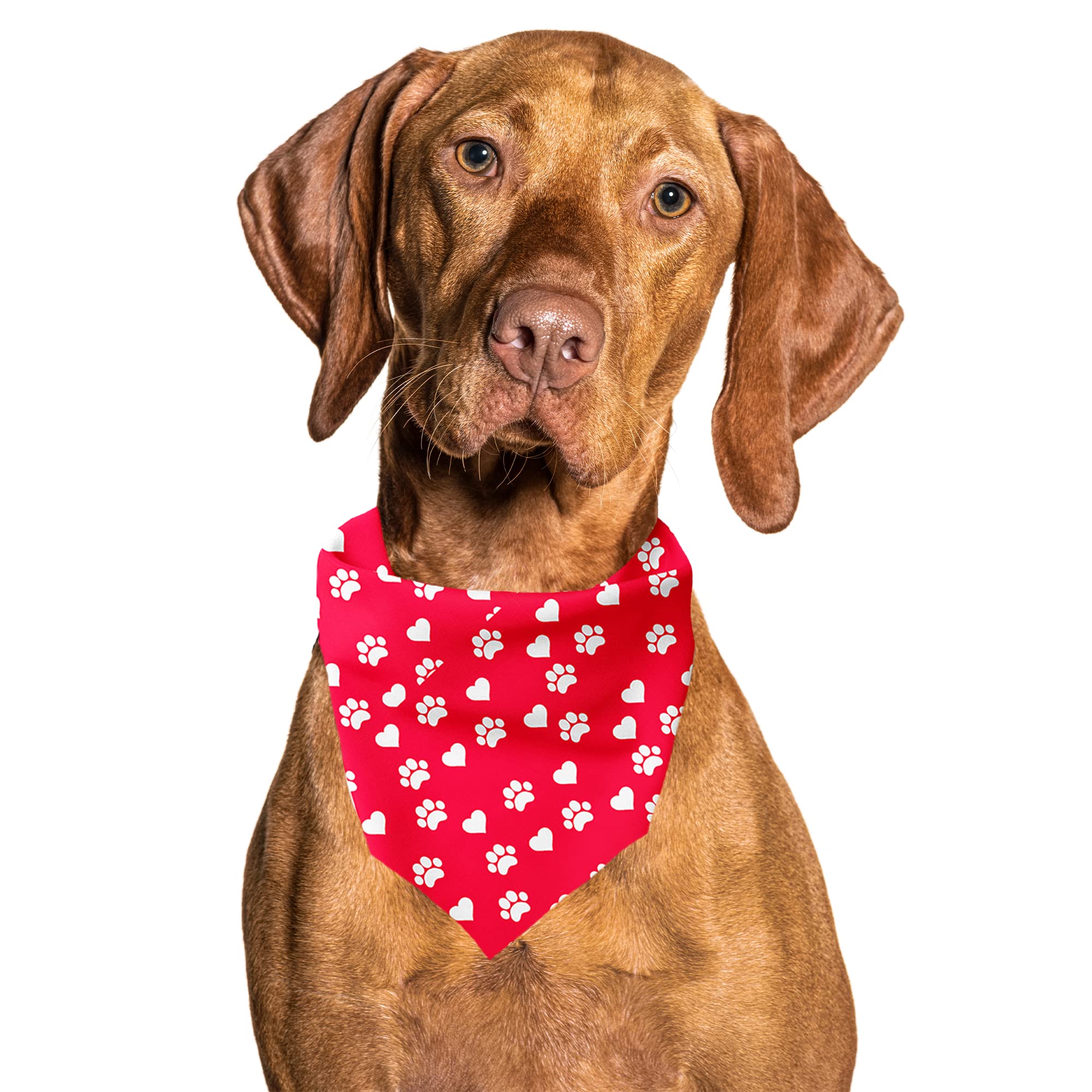 Cutie Ties Tie On Dog Bandana