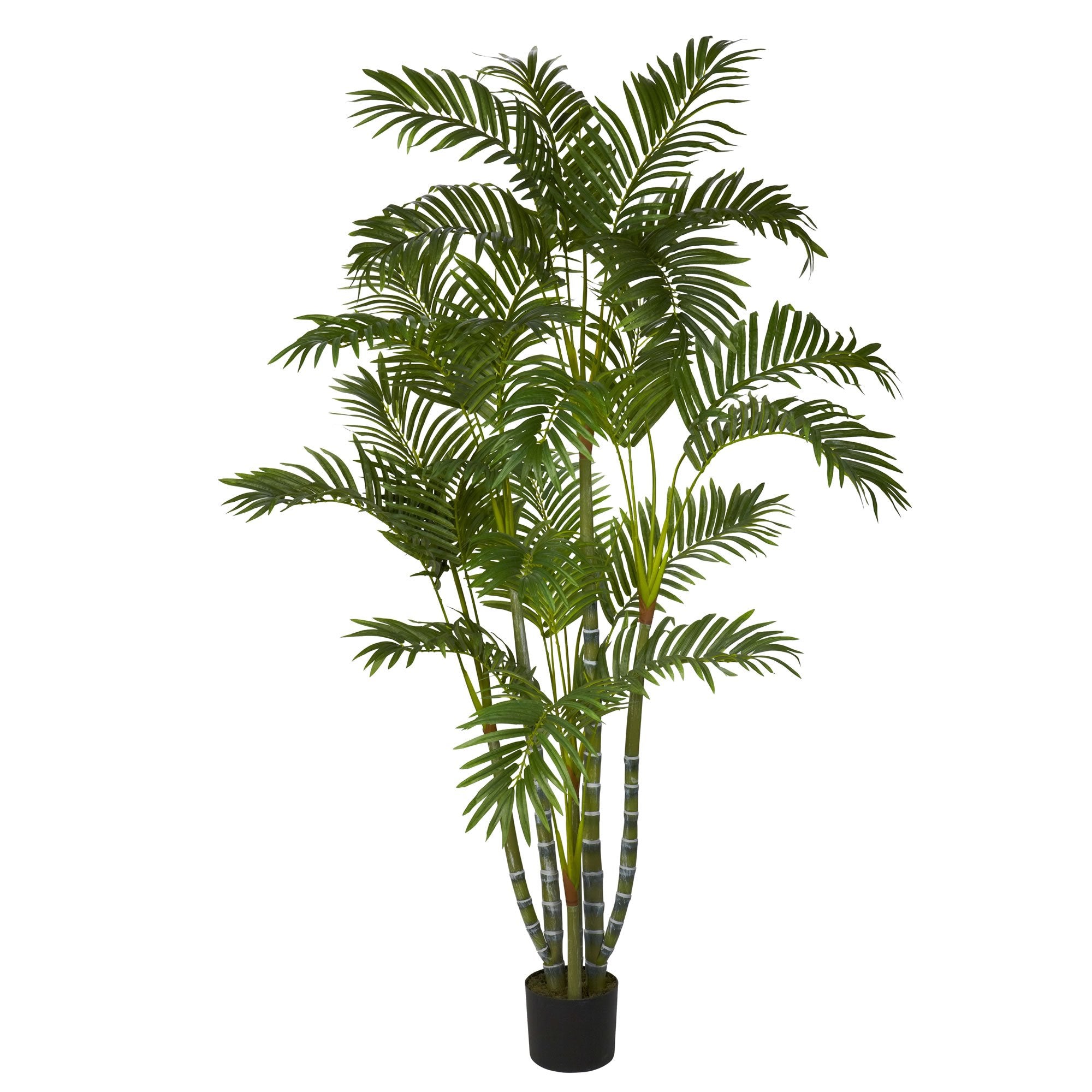 5 Areca Silk Tree