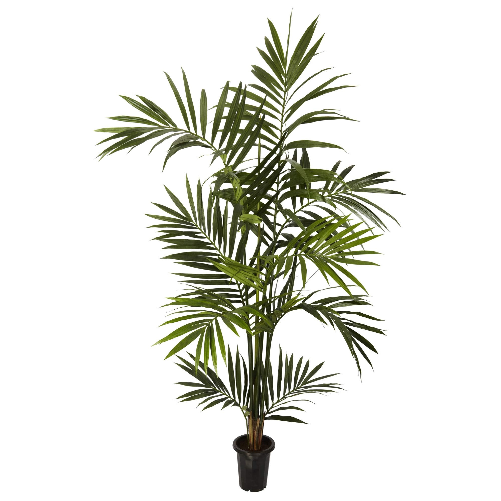 6 Kenitia Palm Silk Tree