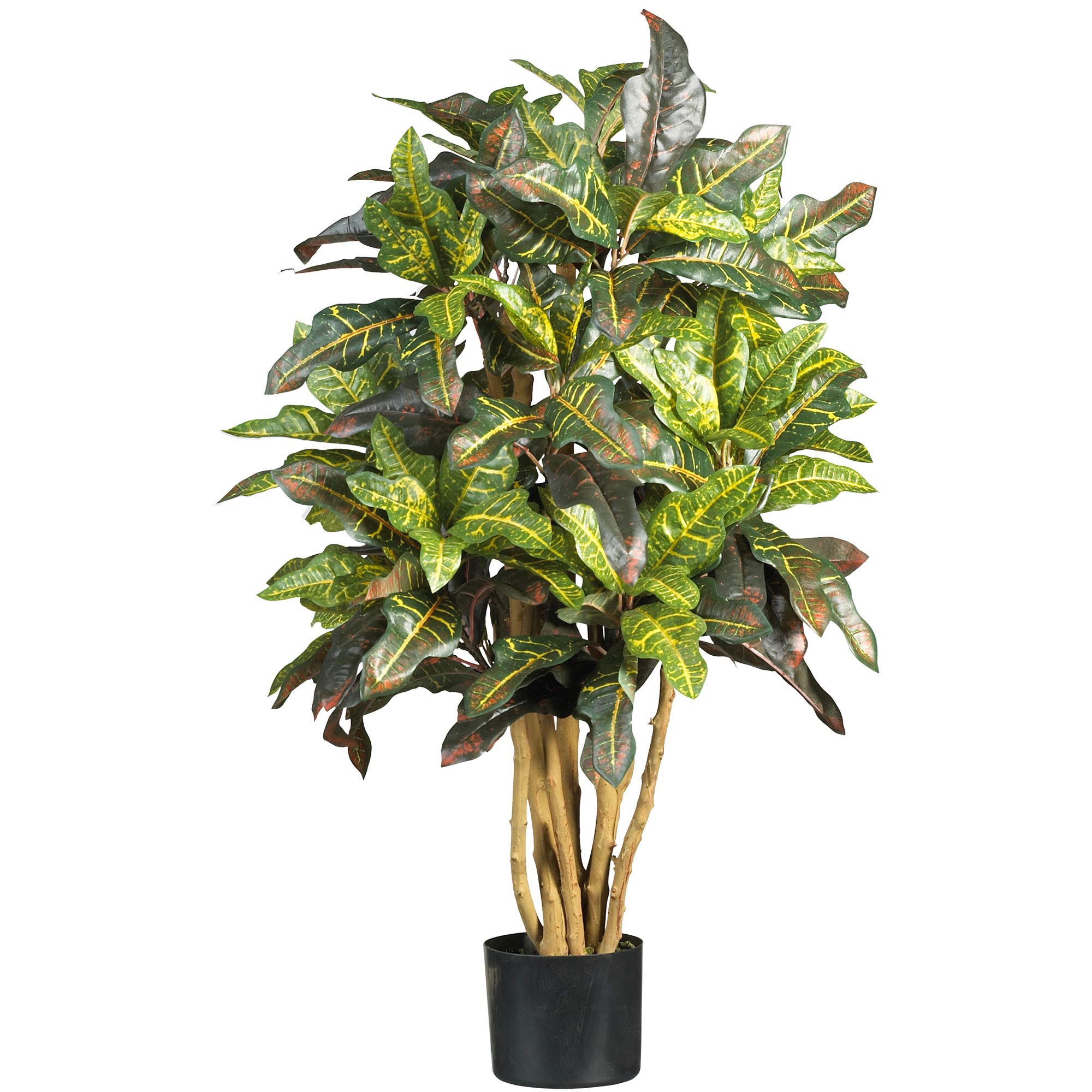 3 Croton Silk Tree