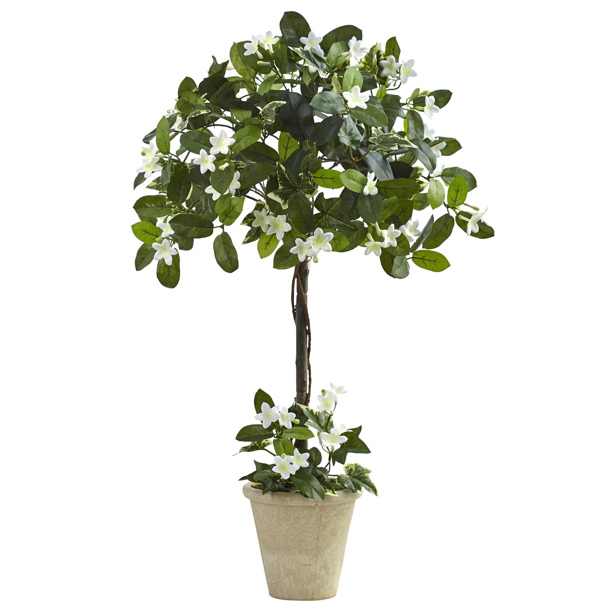 3″ Stephanotis Topiary w/Planter