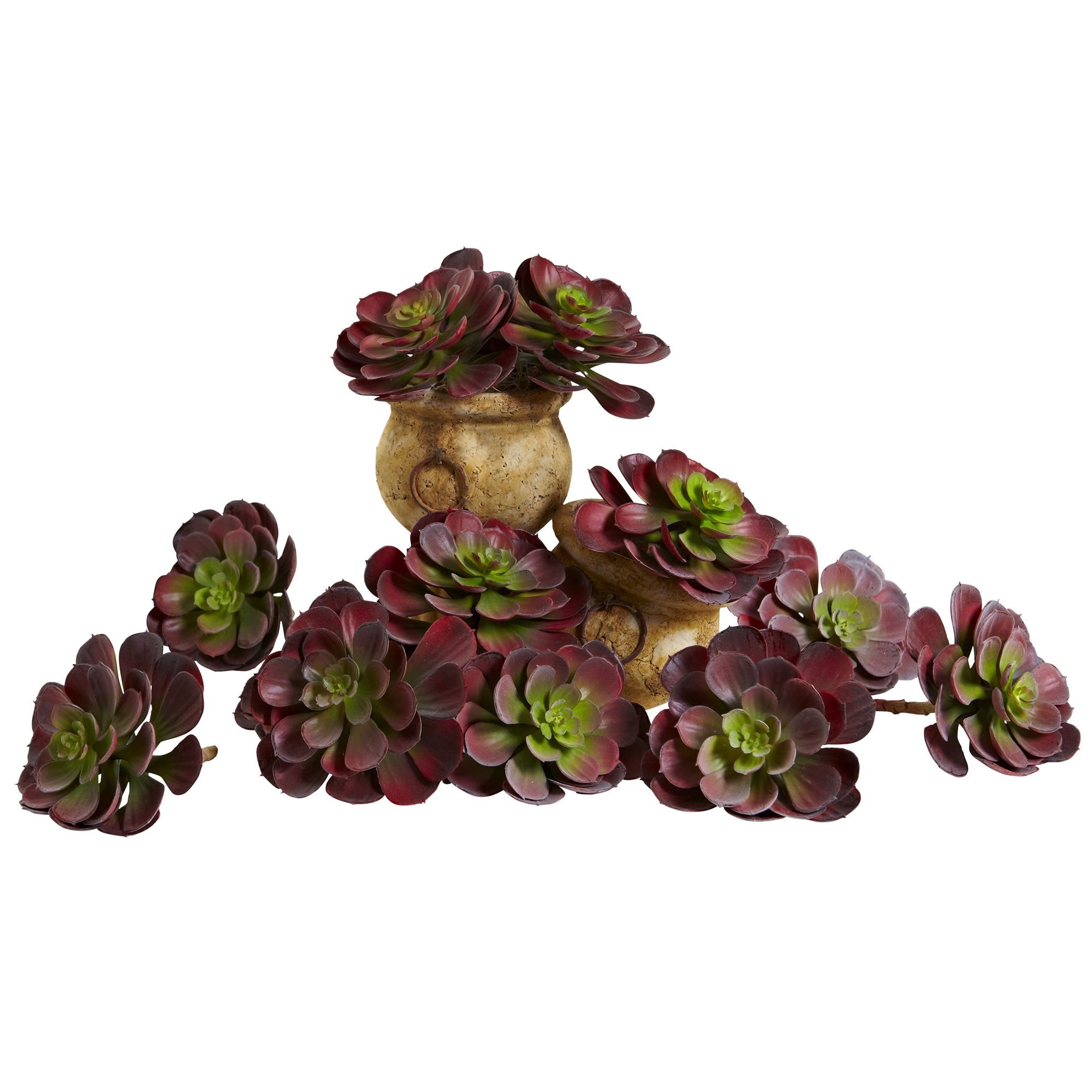 6????Echeveria Succulent (Set of 12)