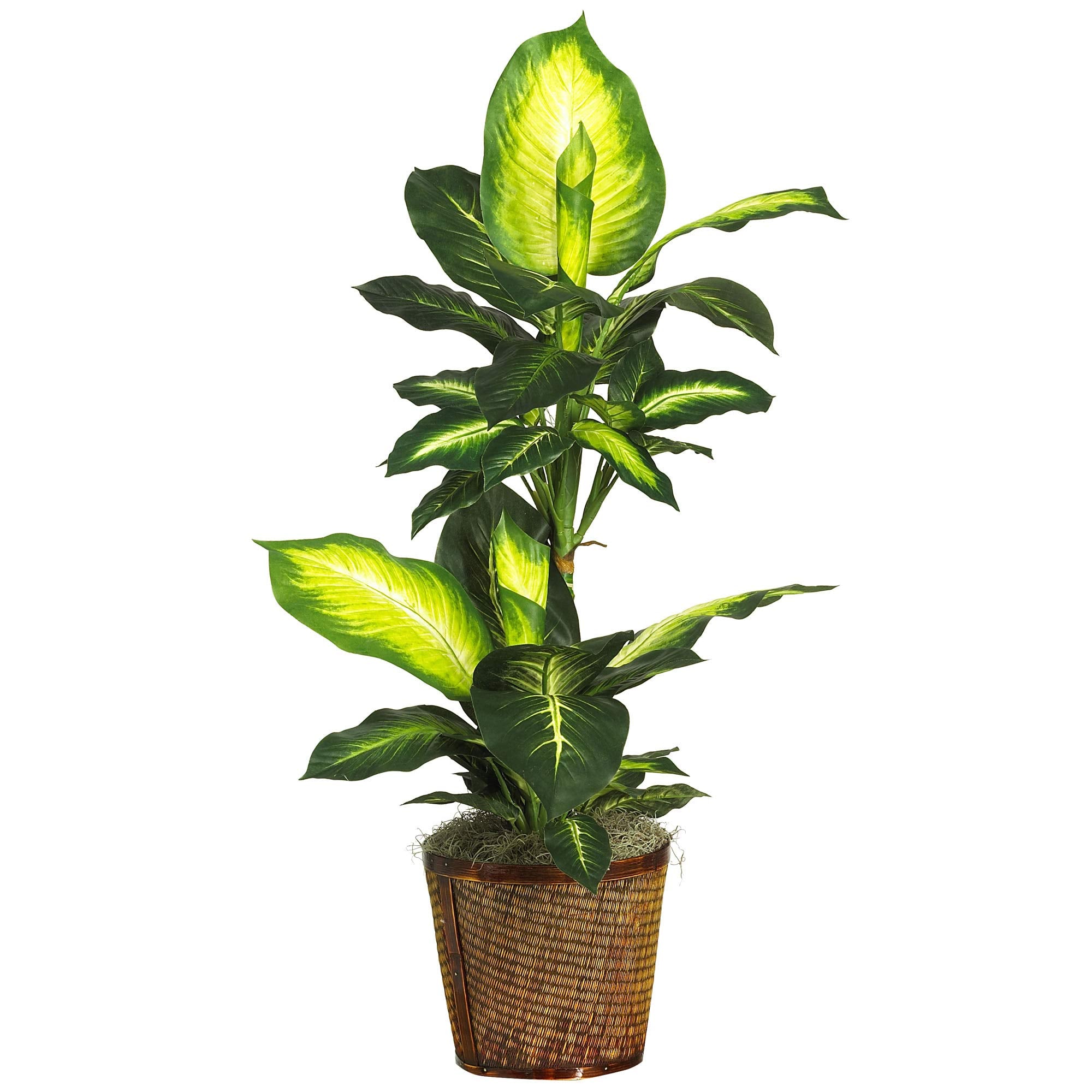 42″ Golden Dieffenbachia  w/Basket Silk Plant