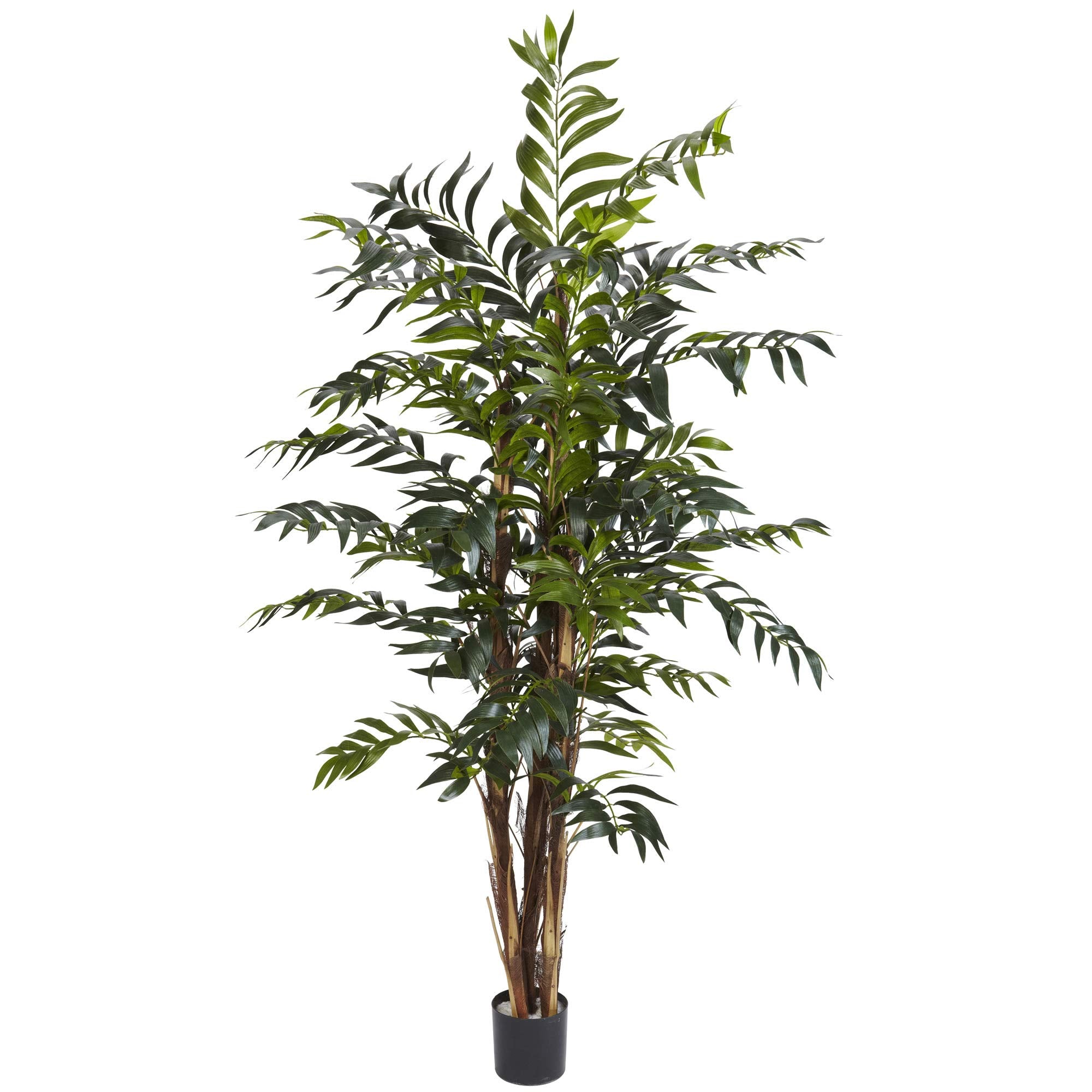 5 Bamboo Palm Silk Tree