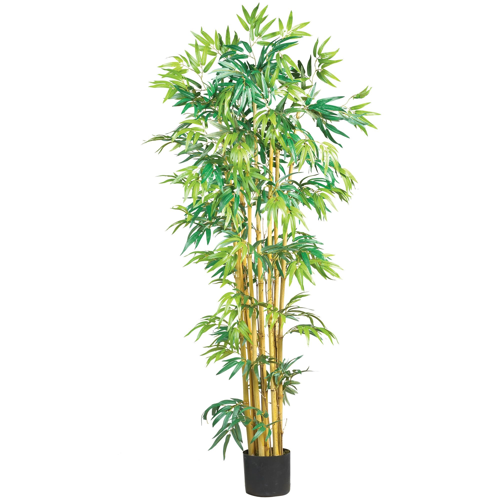 5 Multi Bambusa Bamboo Silk Tree