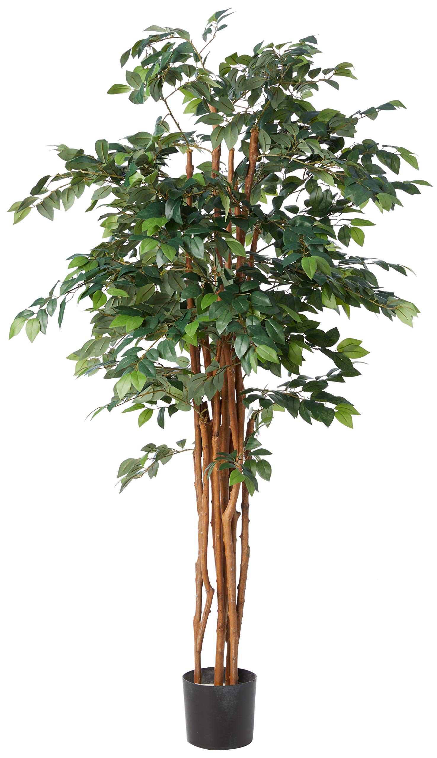 7″ Sakaki Silk Tree