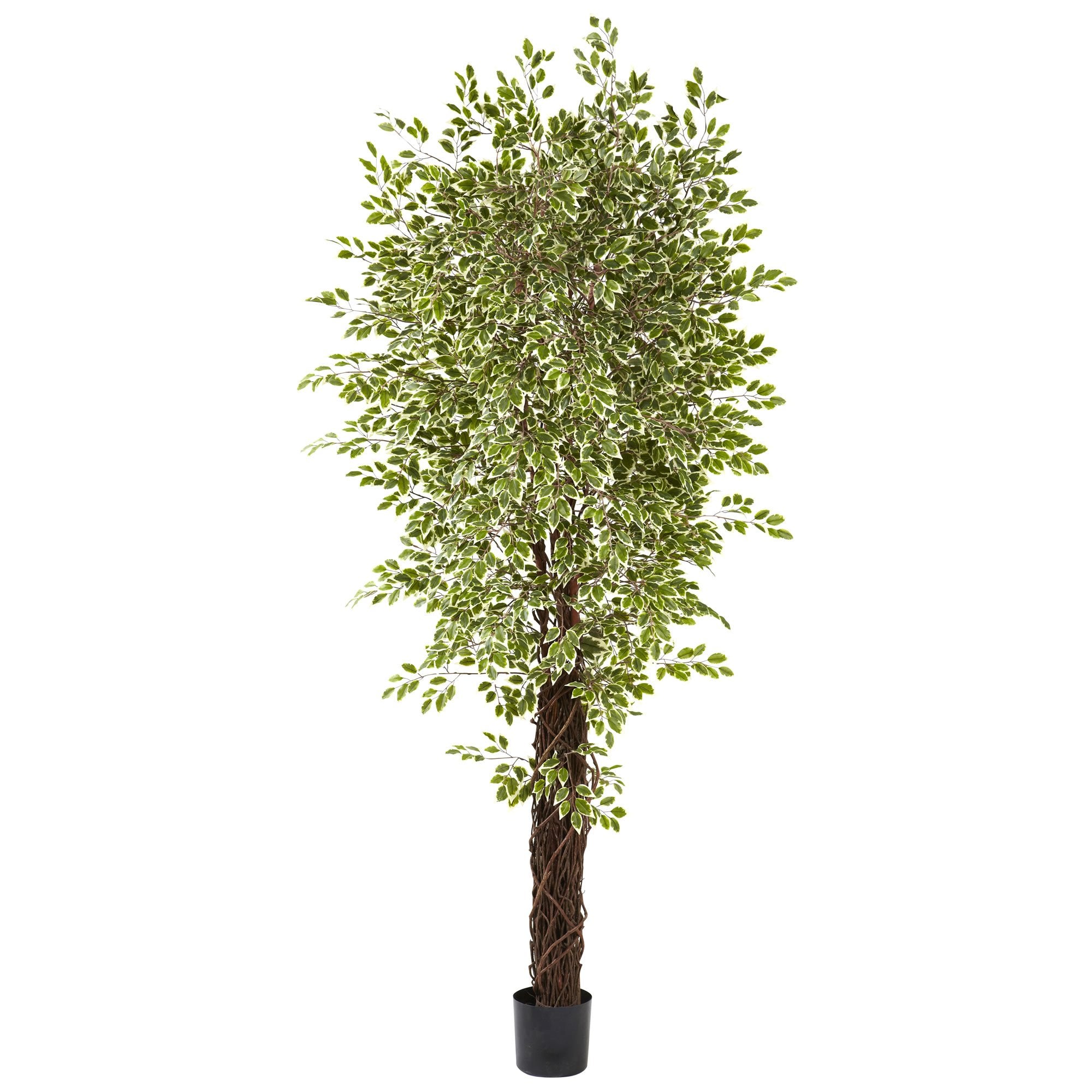 7.5 Variegated Mini Ficus w/4131 Lvs
