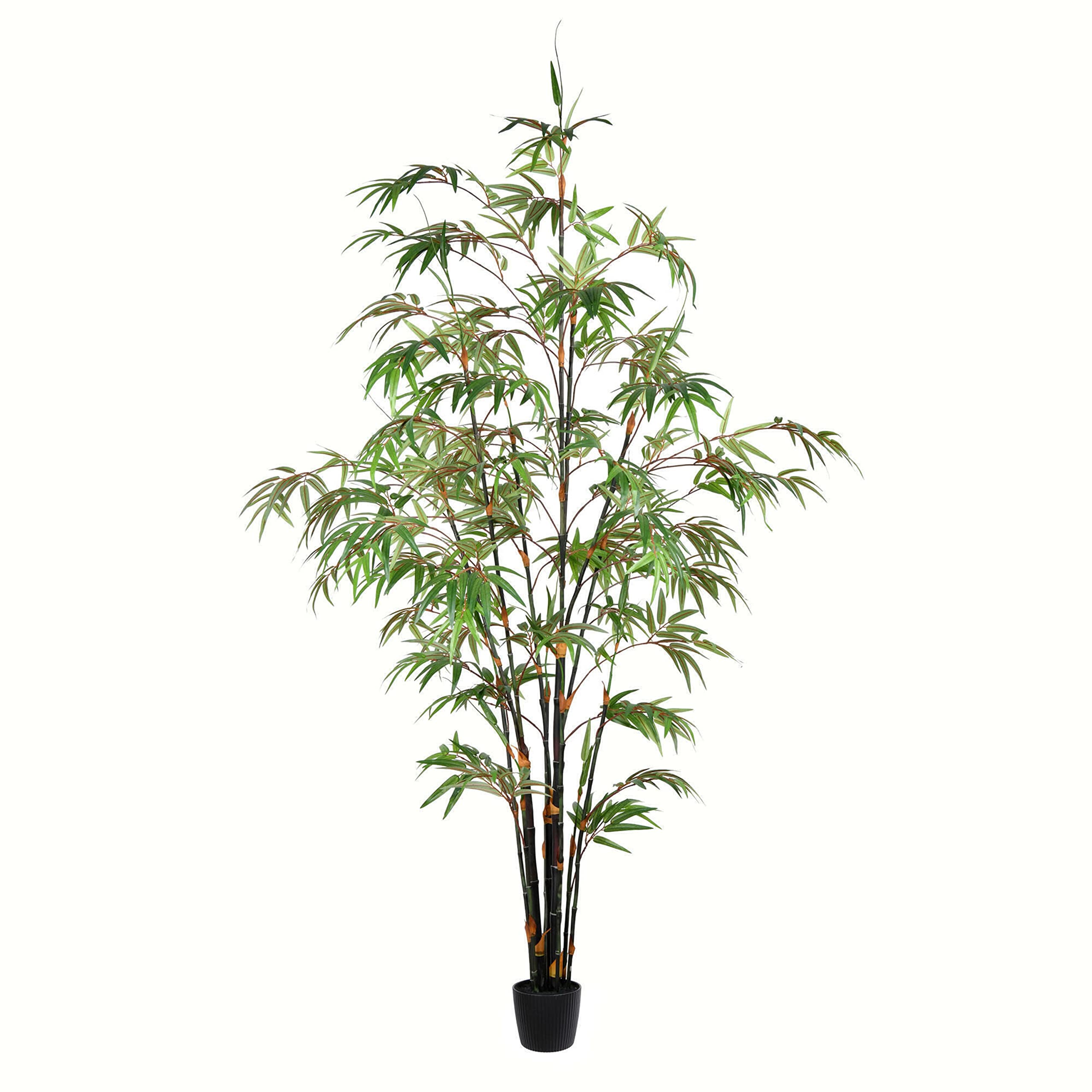 Casafoyer  6' Potted Black Japanese Bamboo Tree - TB190160 - (Pack Of 2)