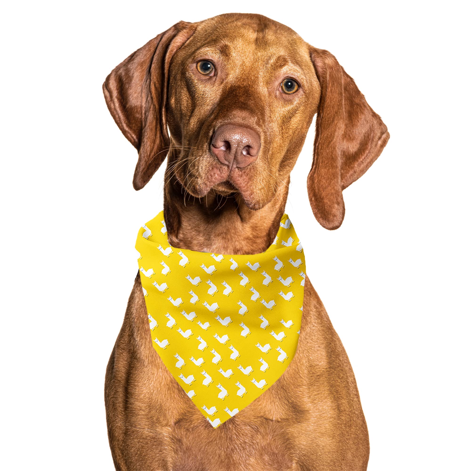Cutie Ties Tie On Dog Bandana