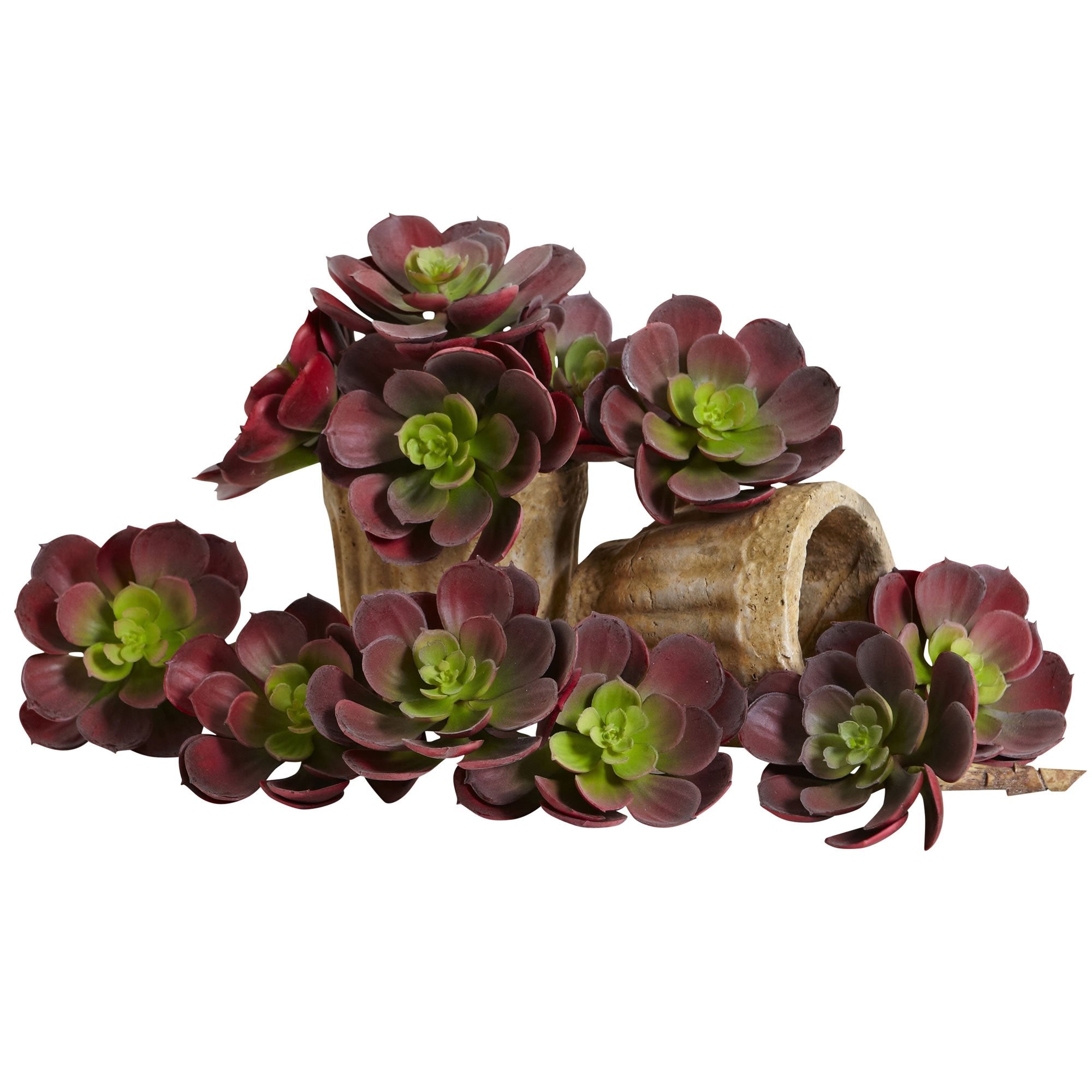 5????Echeveria Succulent Plant (Set of 12)