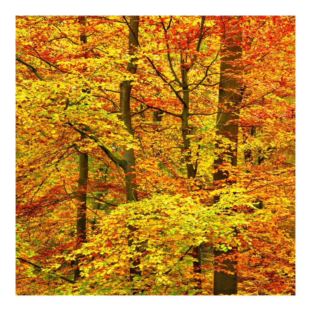 Triptych - Beech forest in autumn, Kassel, Germany - Left Panel-Paper Art-20x20”