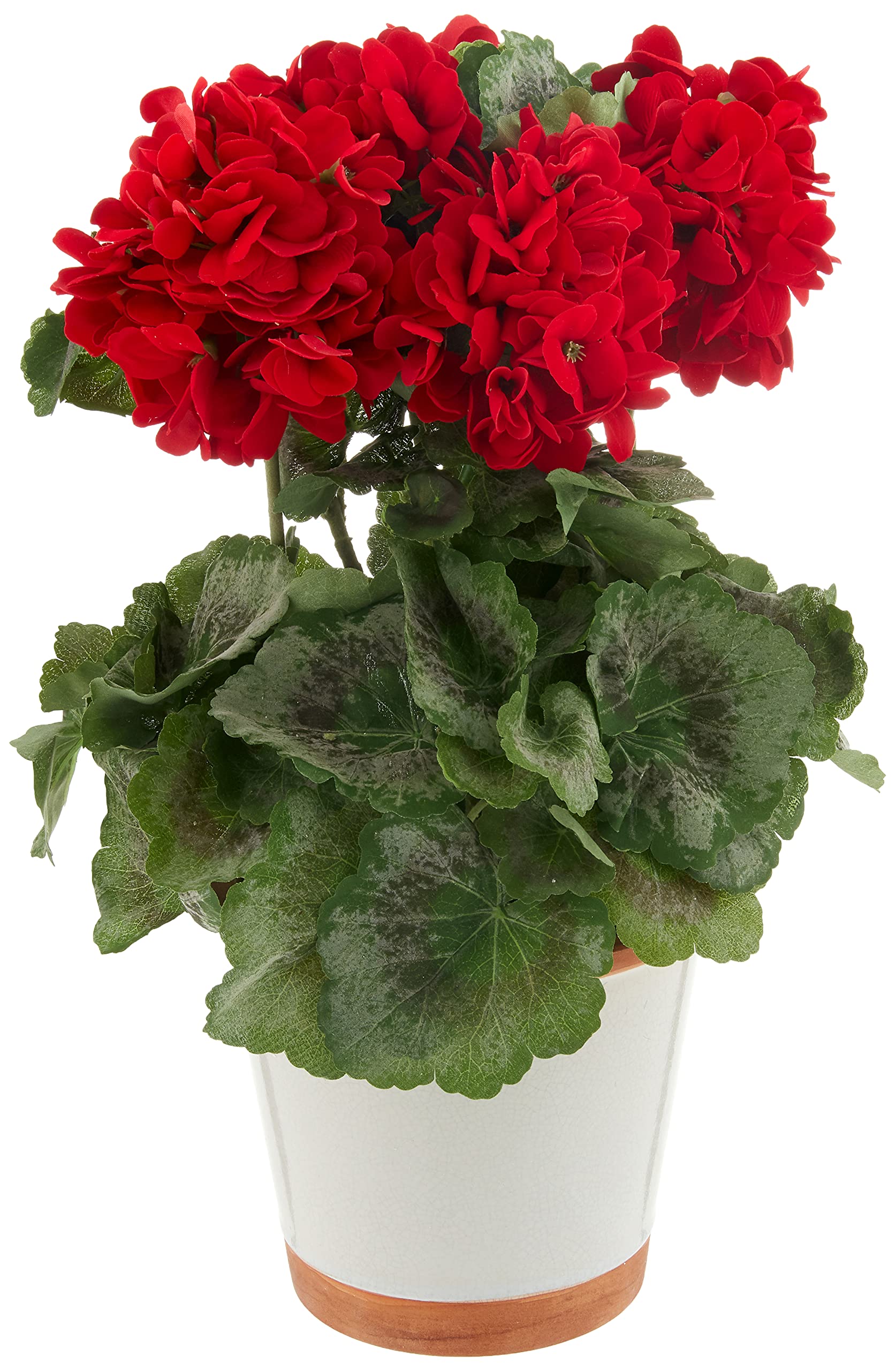 Geranium Silk Plant