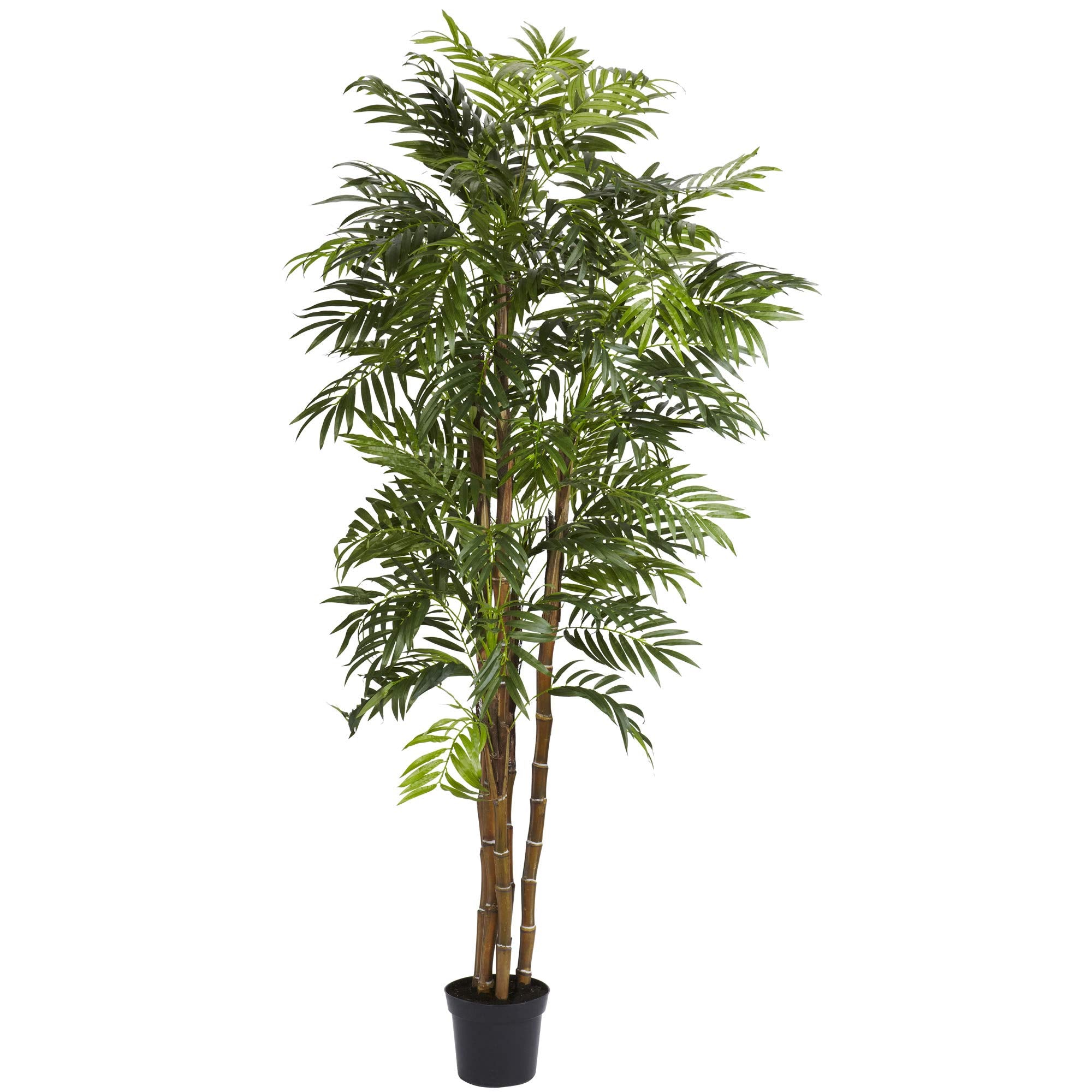 6 Bella Palm Silk Tree