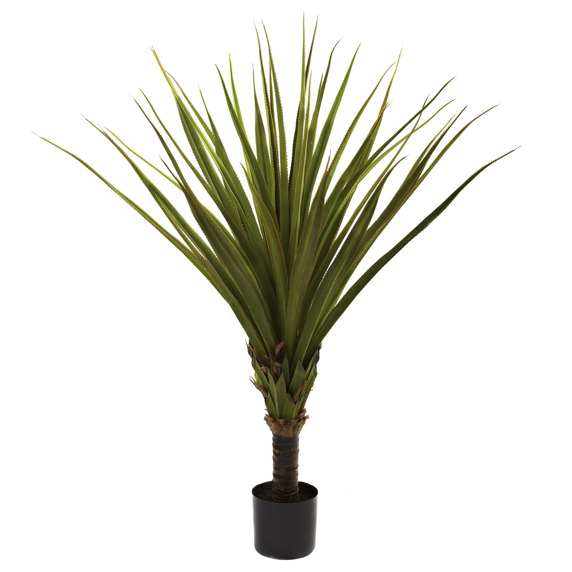 5 Spiked Agave Tree