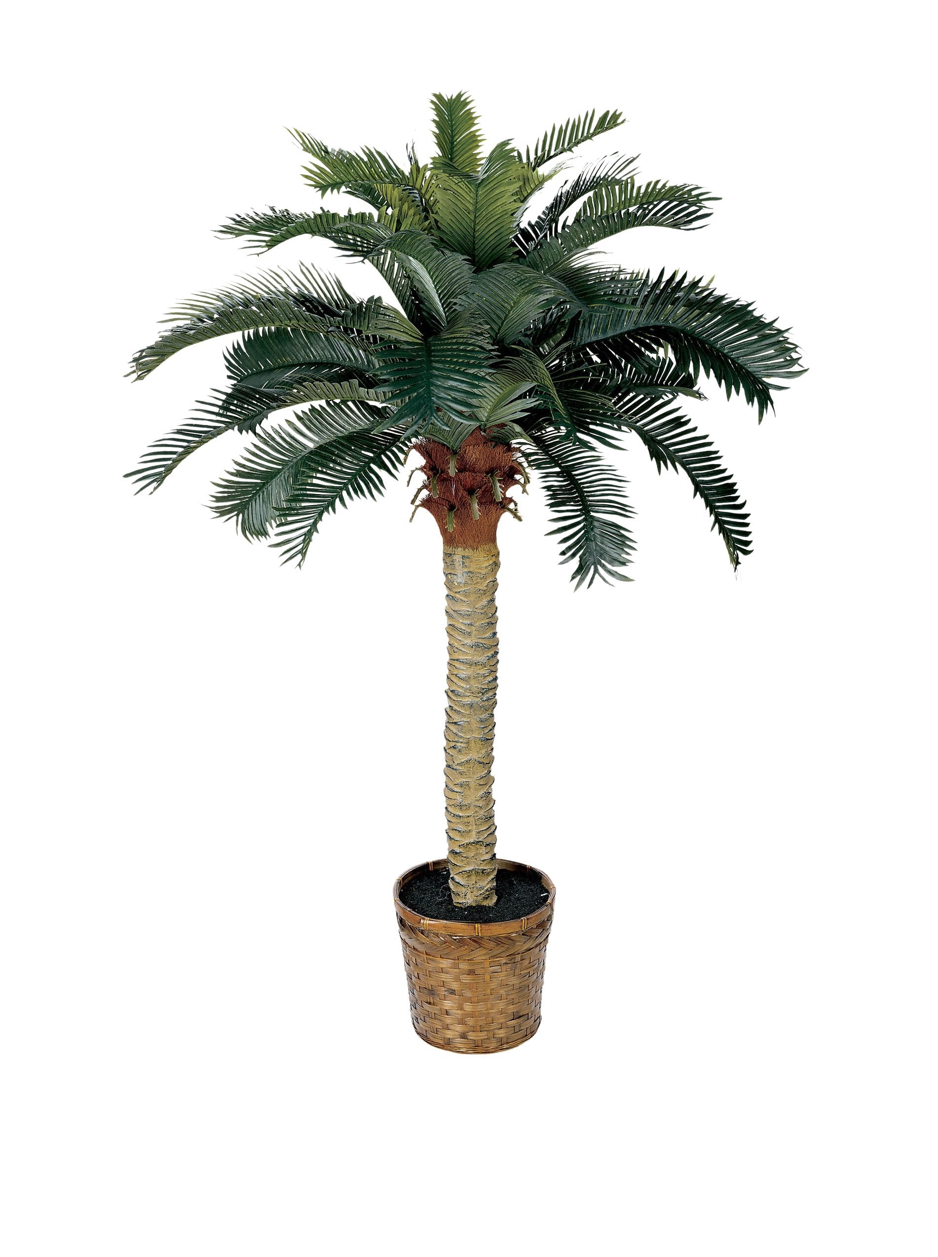 4 Sago Silk Palm Tree