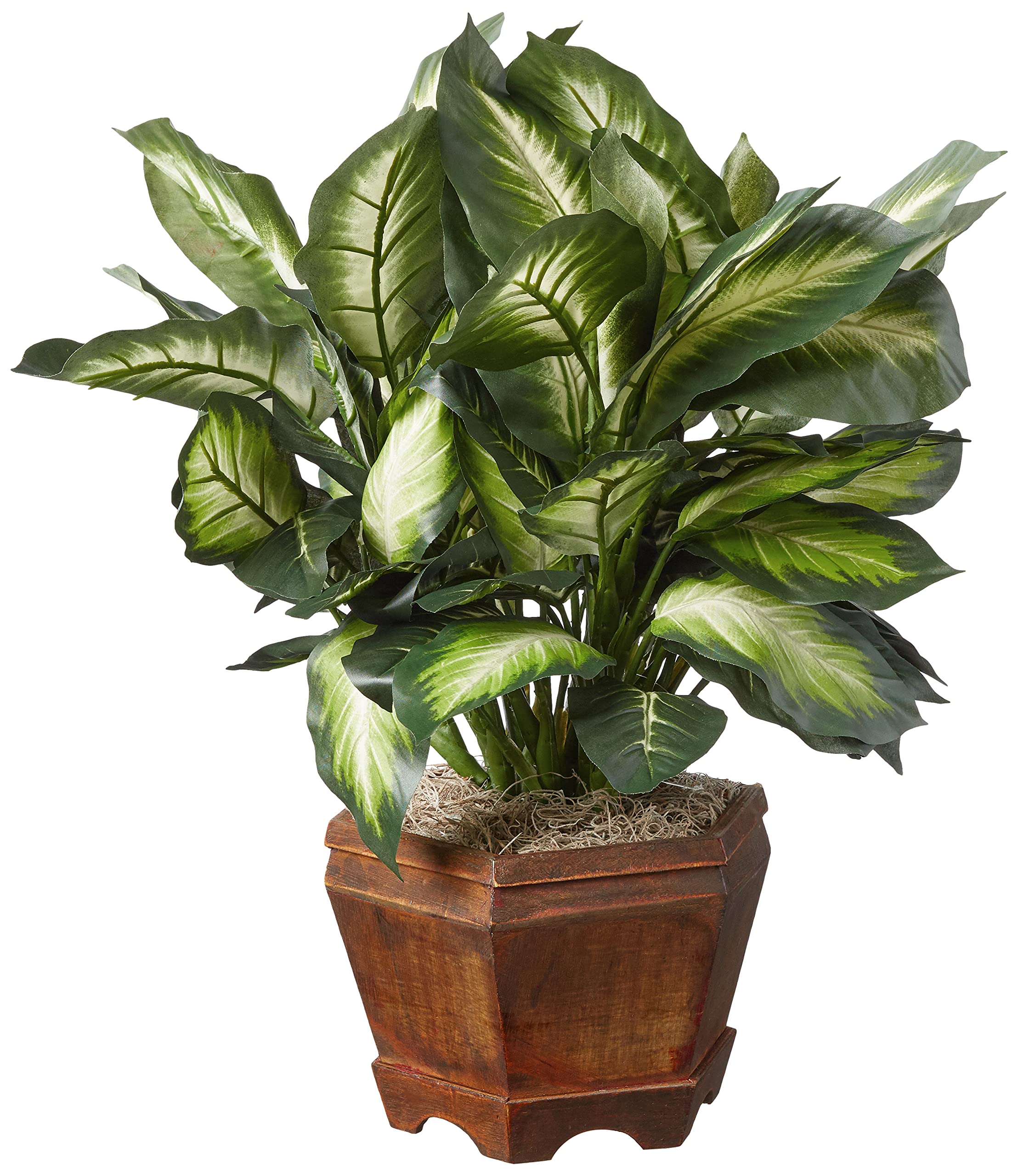 Triple Golden Dieffenbachia w/Wood Vase