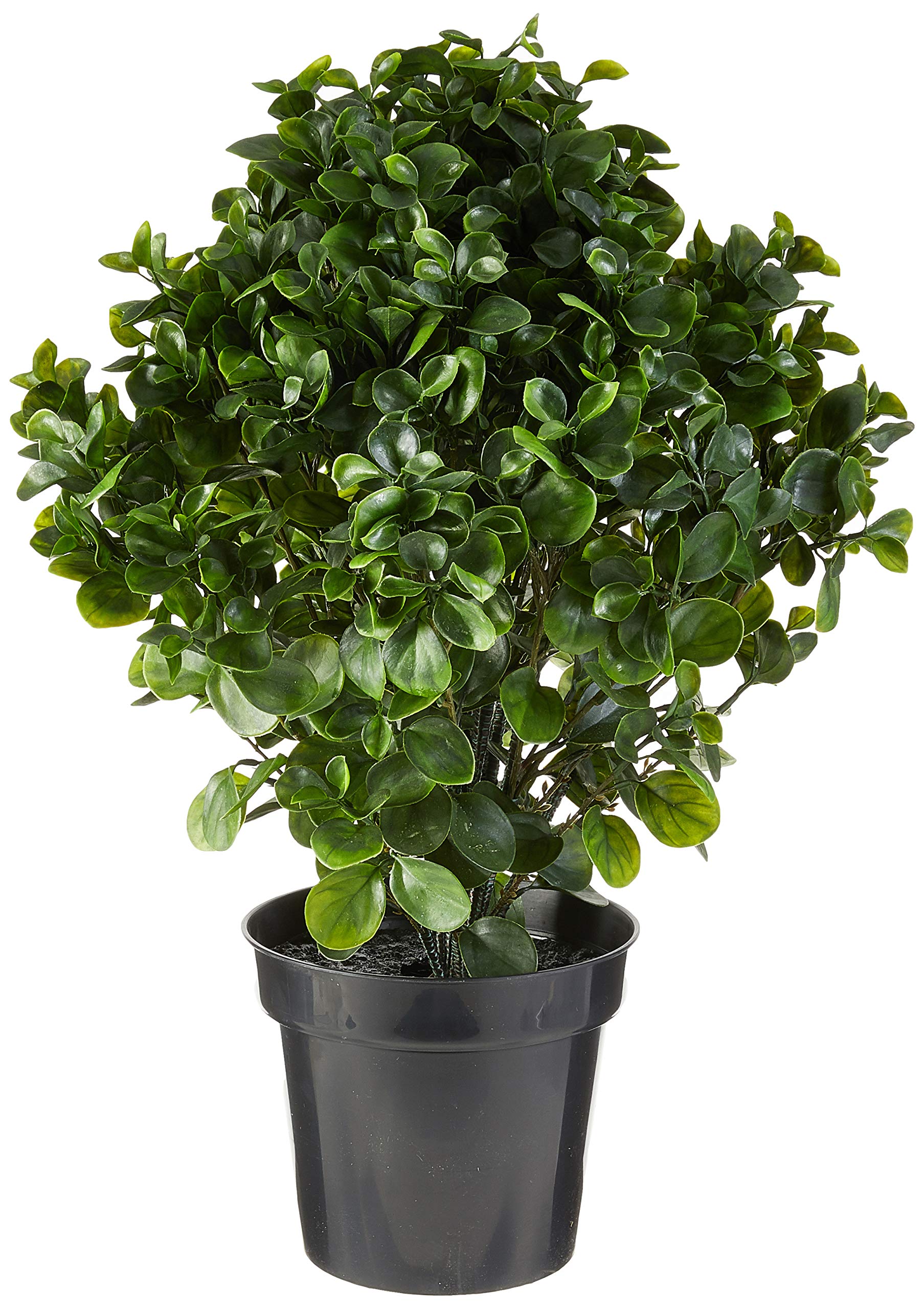 28????Peperomia Plant UV Resistant (Indoor/Outdoor)