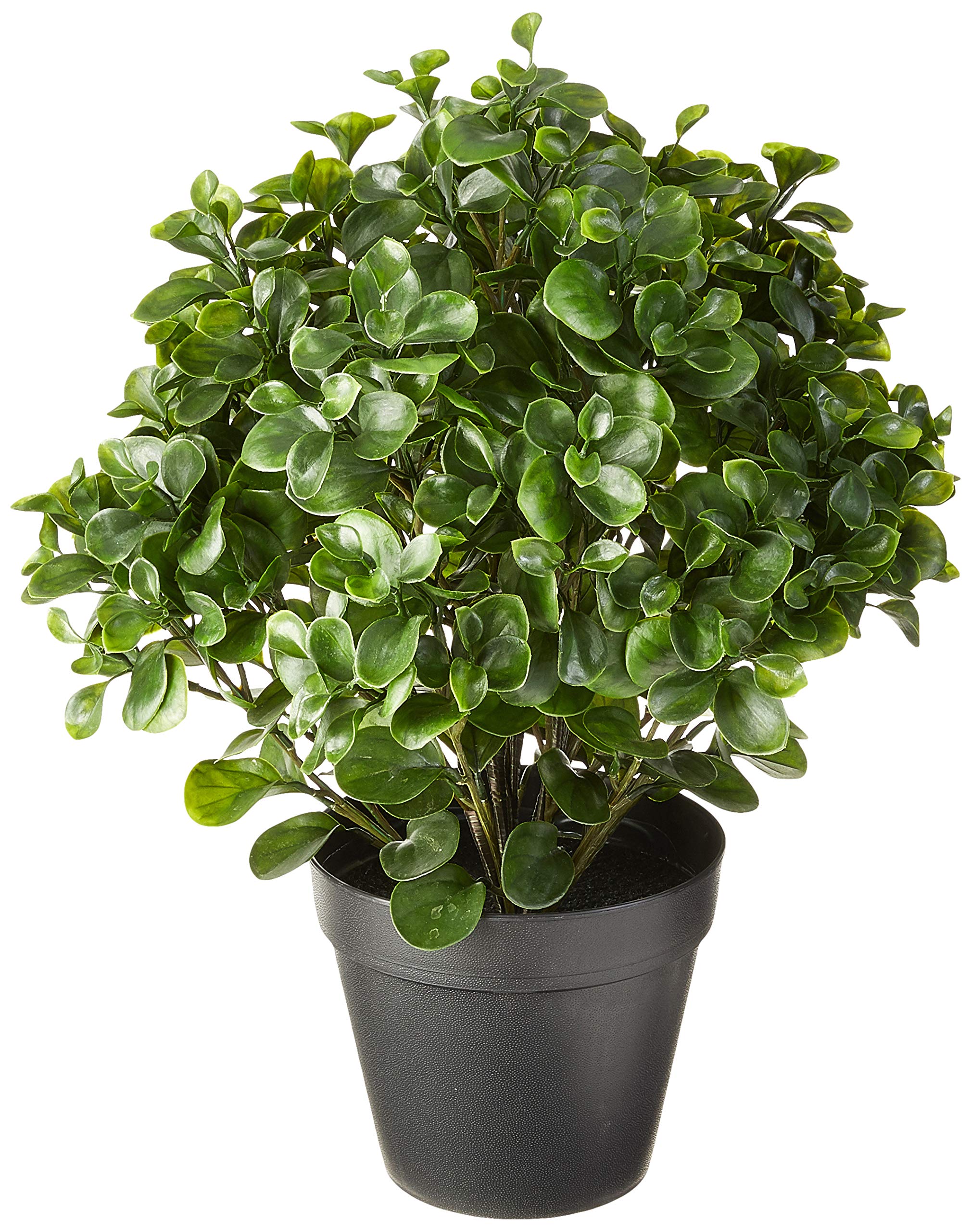 23????Peperomia Plant UV Resistant (Indoor/Outdoor)