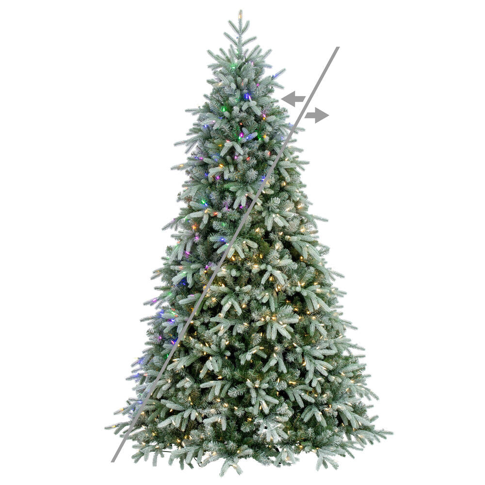 6.5' x 53” Frosted Albany Spruce 600CC