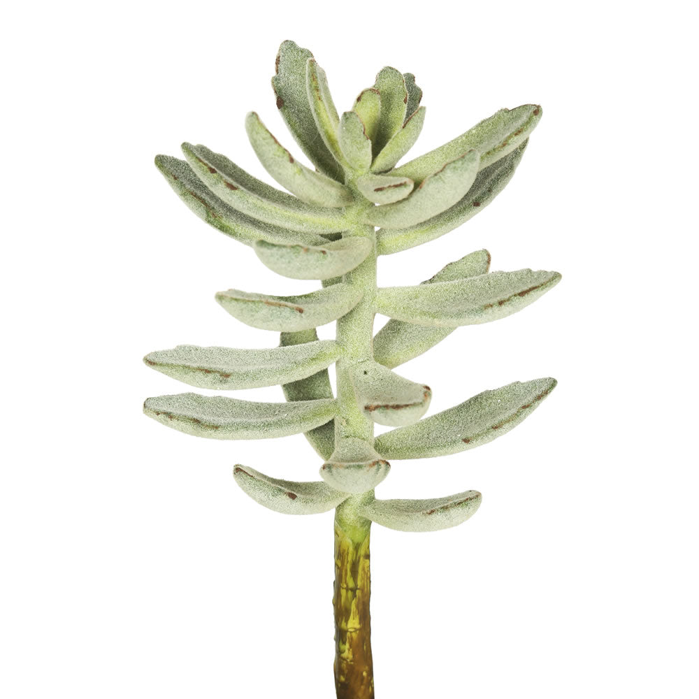 Vickerman 12″Pachyphytum Oviferum-Frsted Grn 3/Bag - FA171301