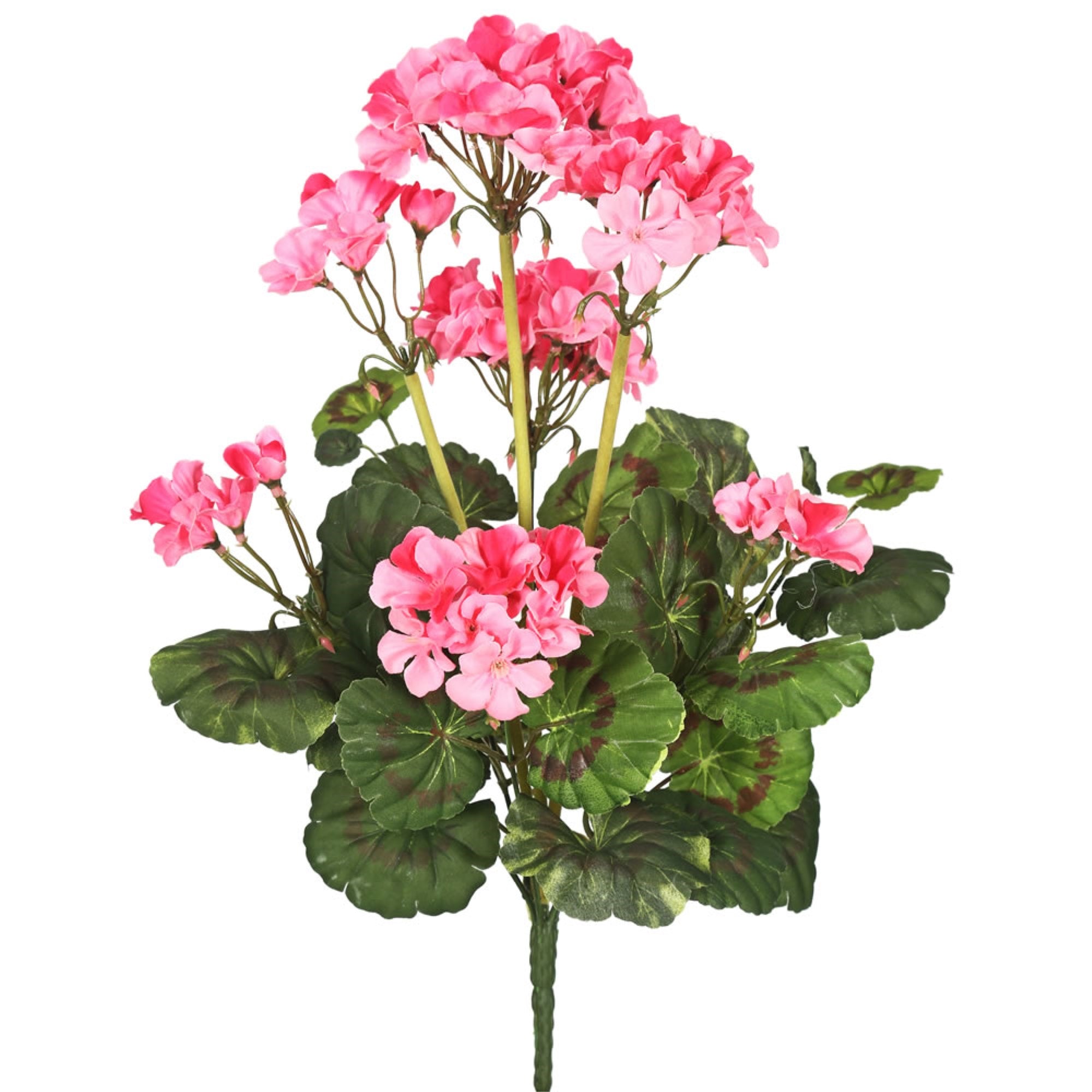 20” Pink Geranium Bush 4/pk