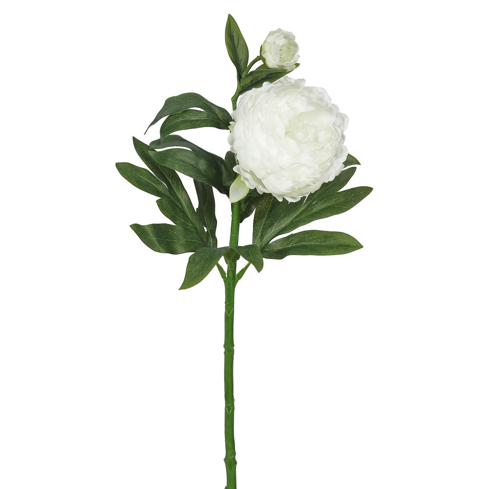 Vickerman 24″ Peony Cream w/2 Blooms 3/pk - FA174802